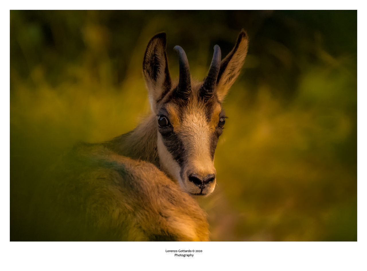 Portrait of chamois