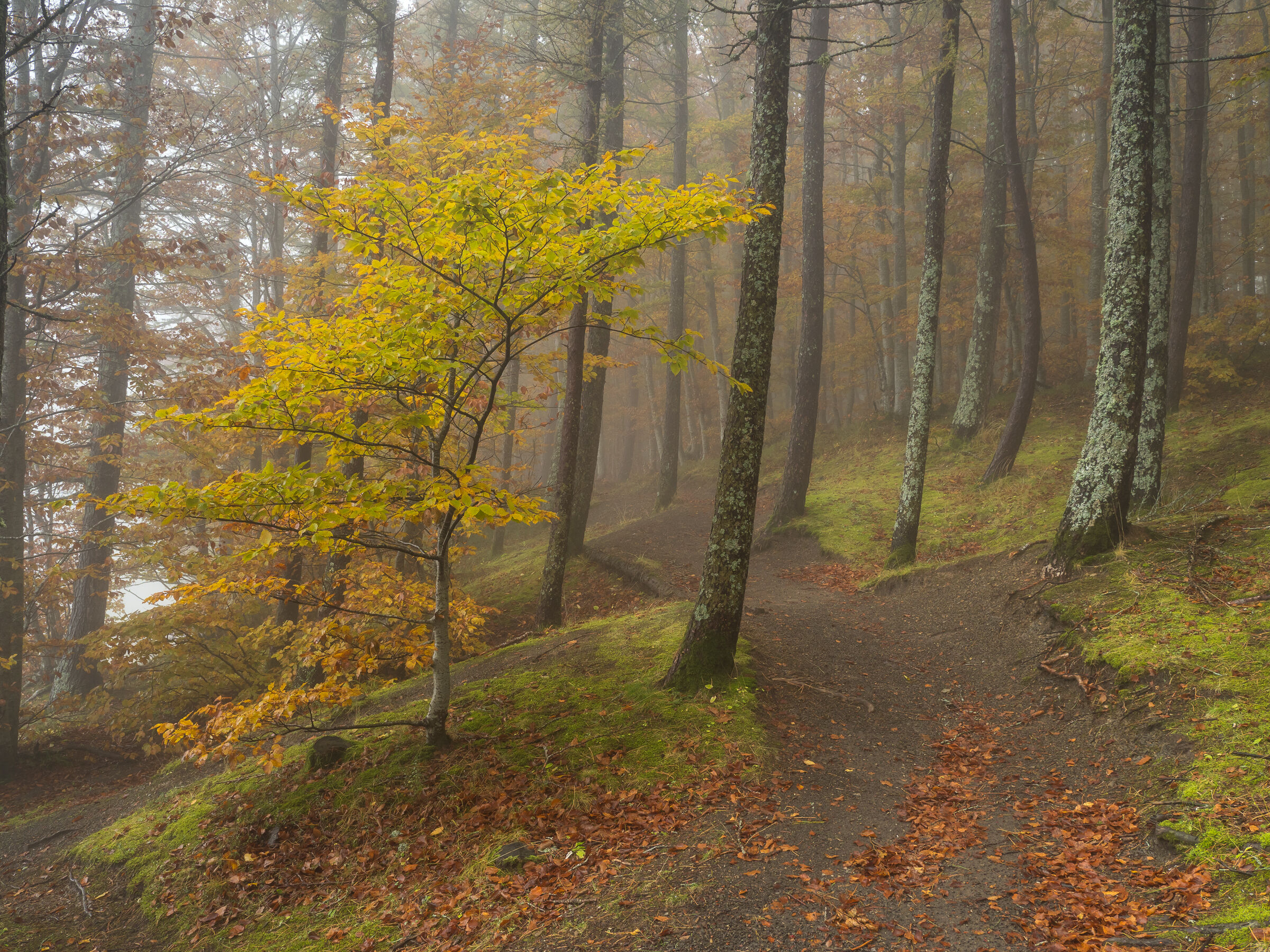 the magic of the woods