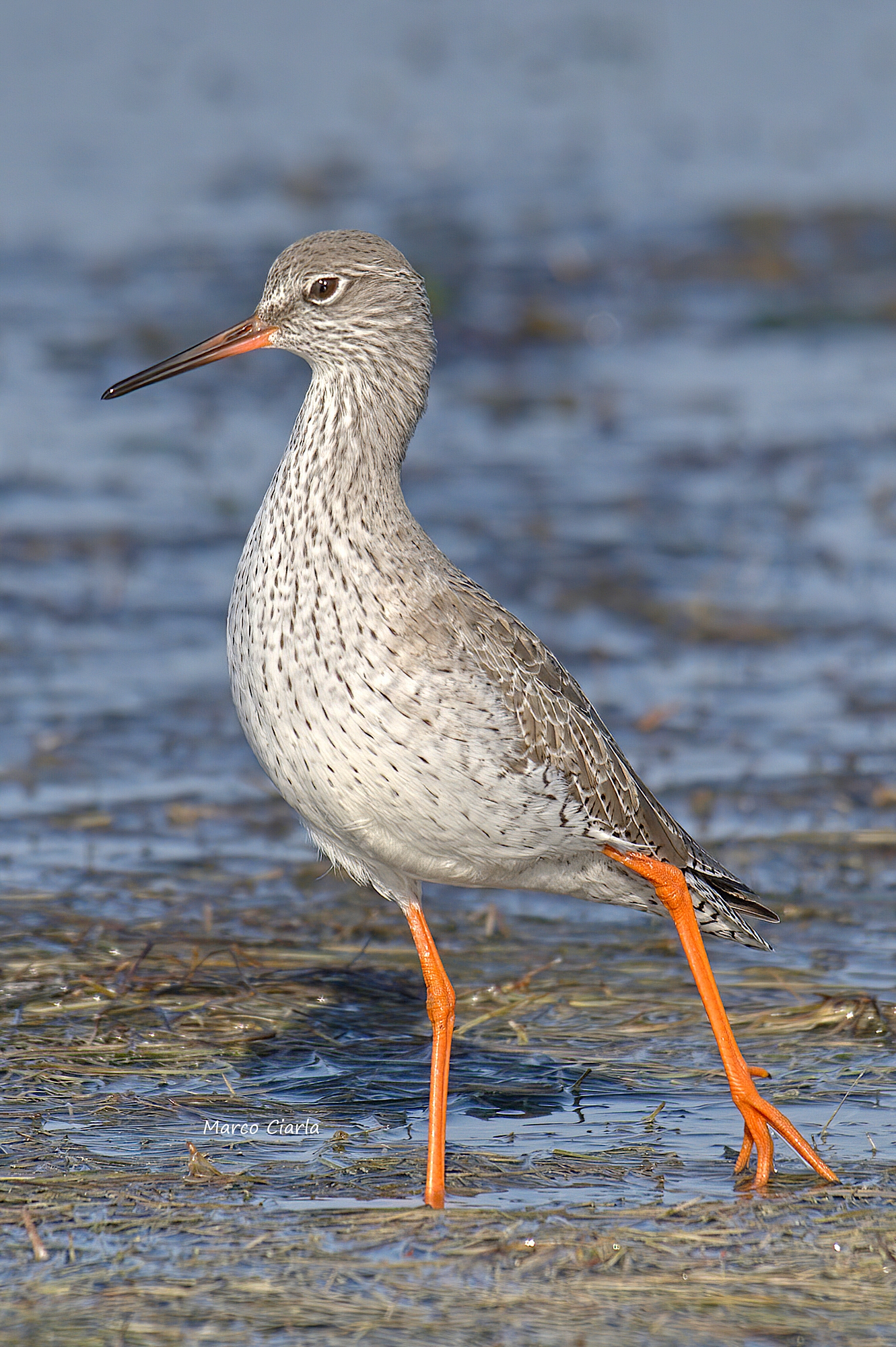 Una vanitosa pettegola