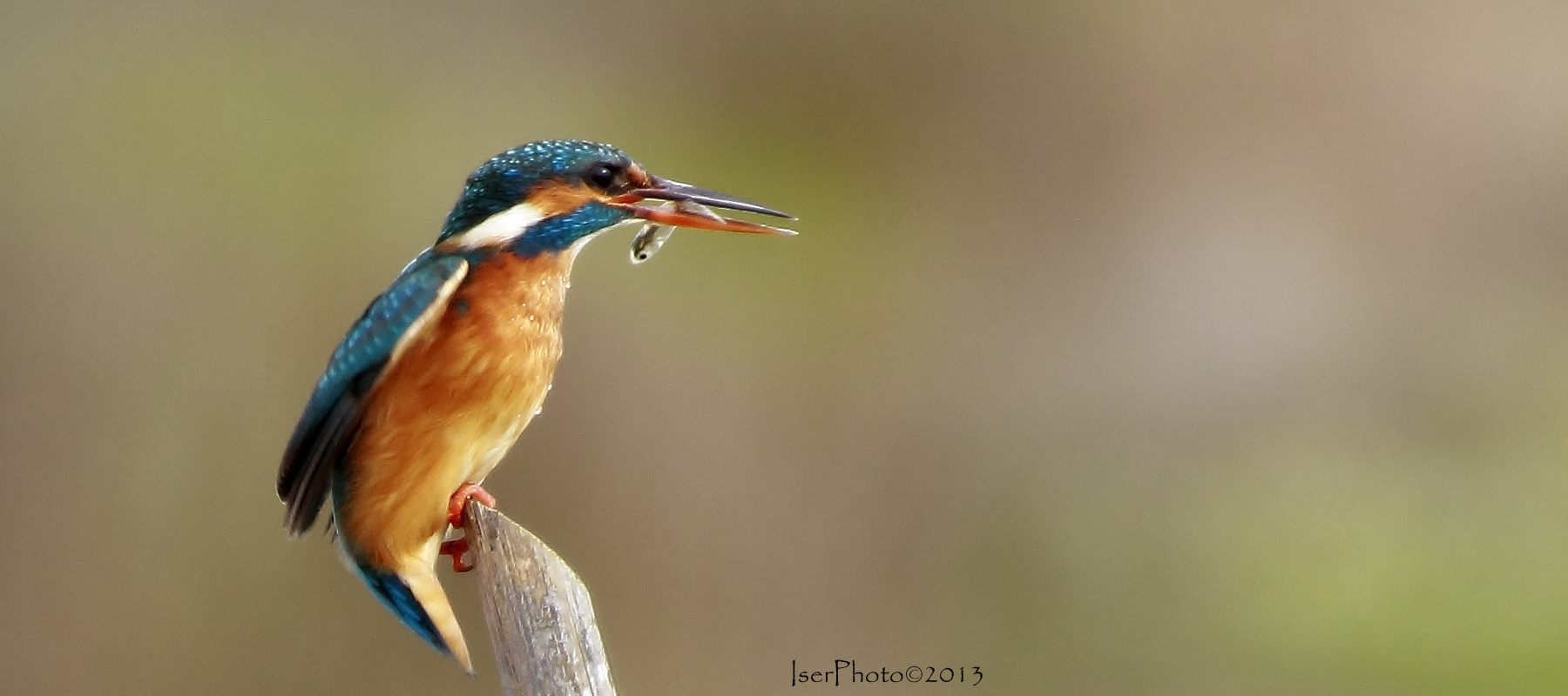 La martina per la copertina :)