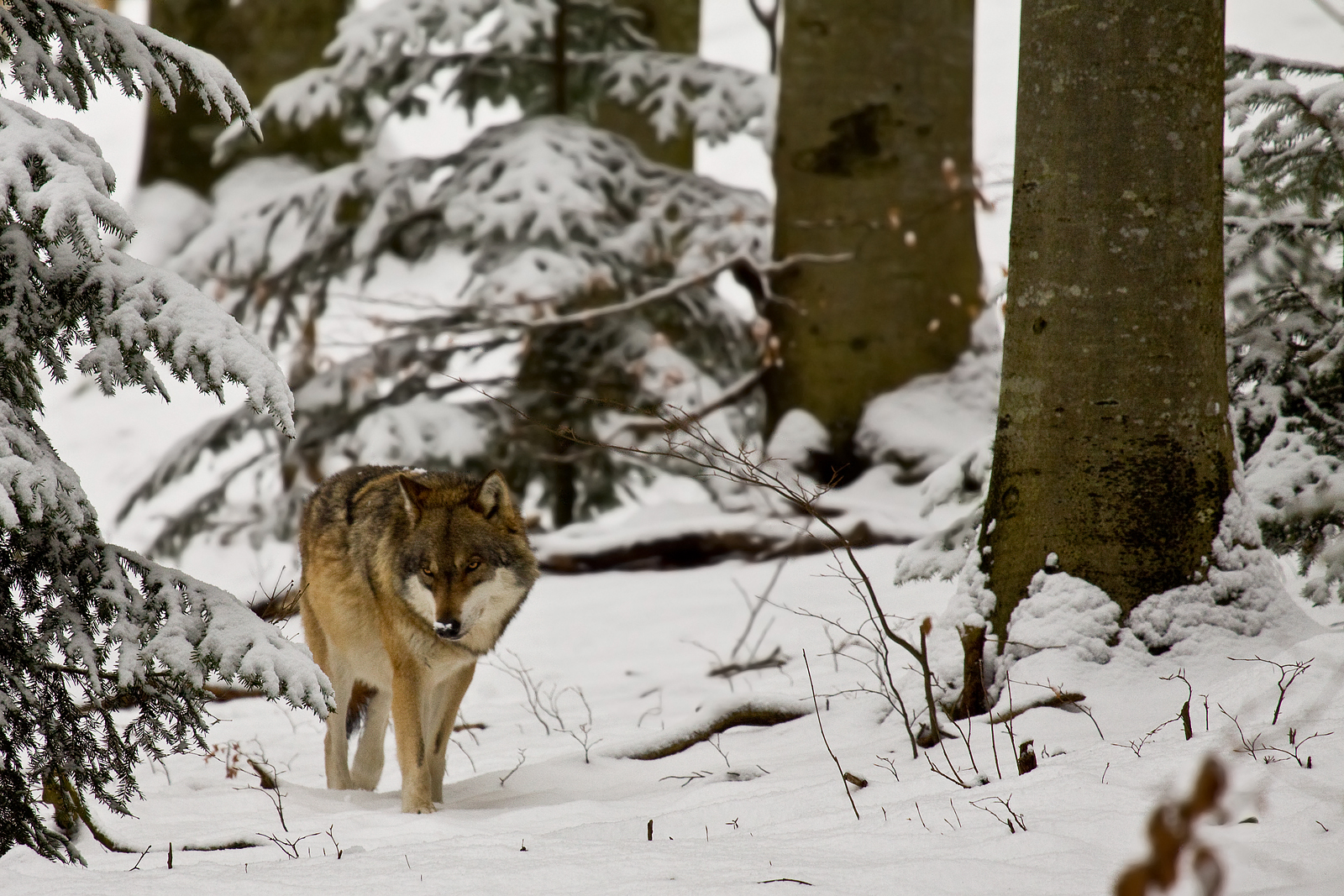 European wolf (Canis lupus lupus)