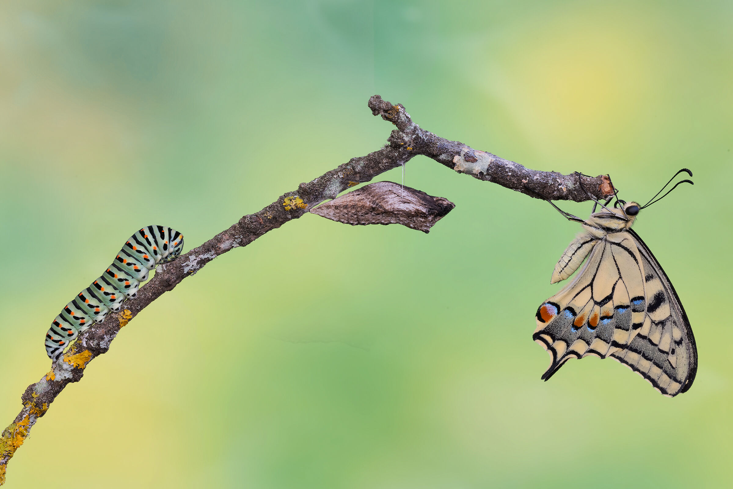 Il ciclo della vita ...