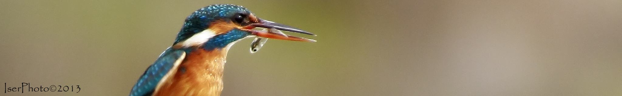 La martina per la copertina II