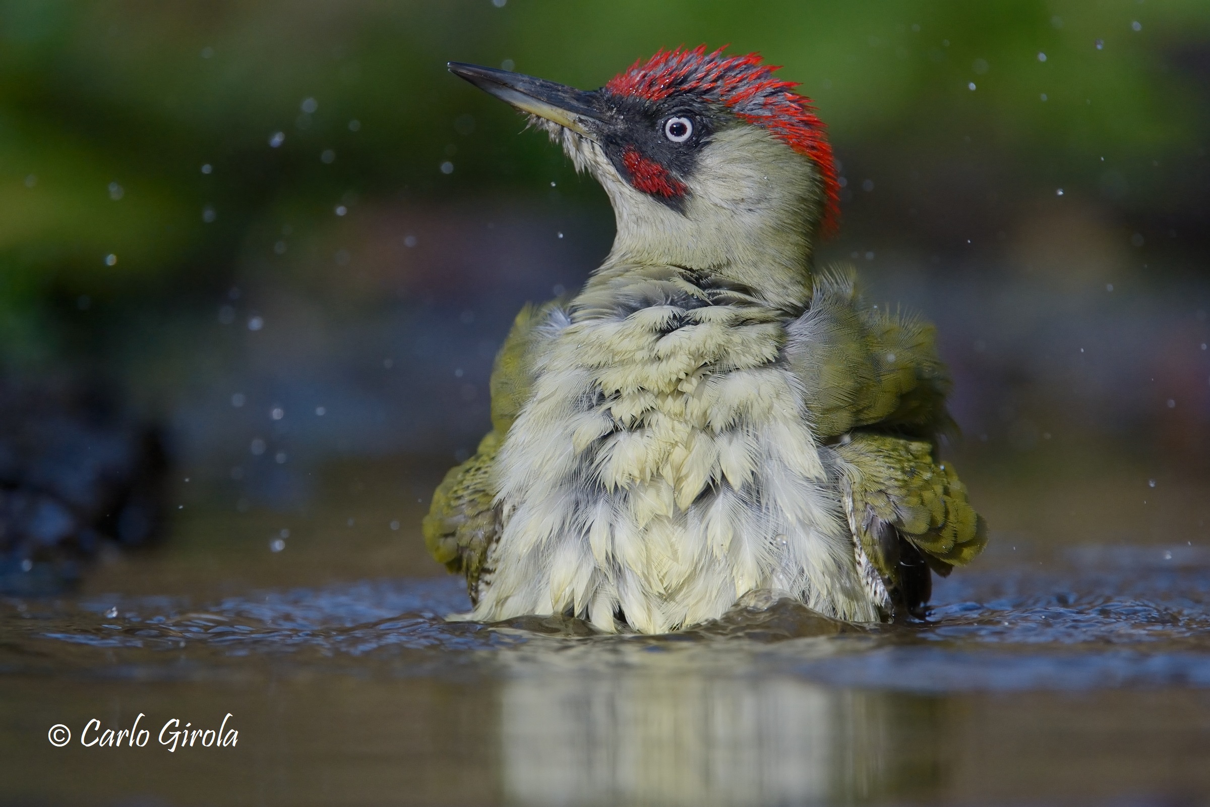 Green Woodpecker (Picus viridis)