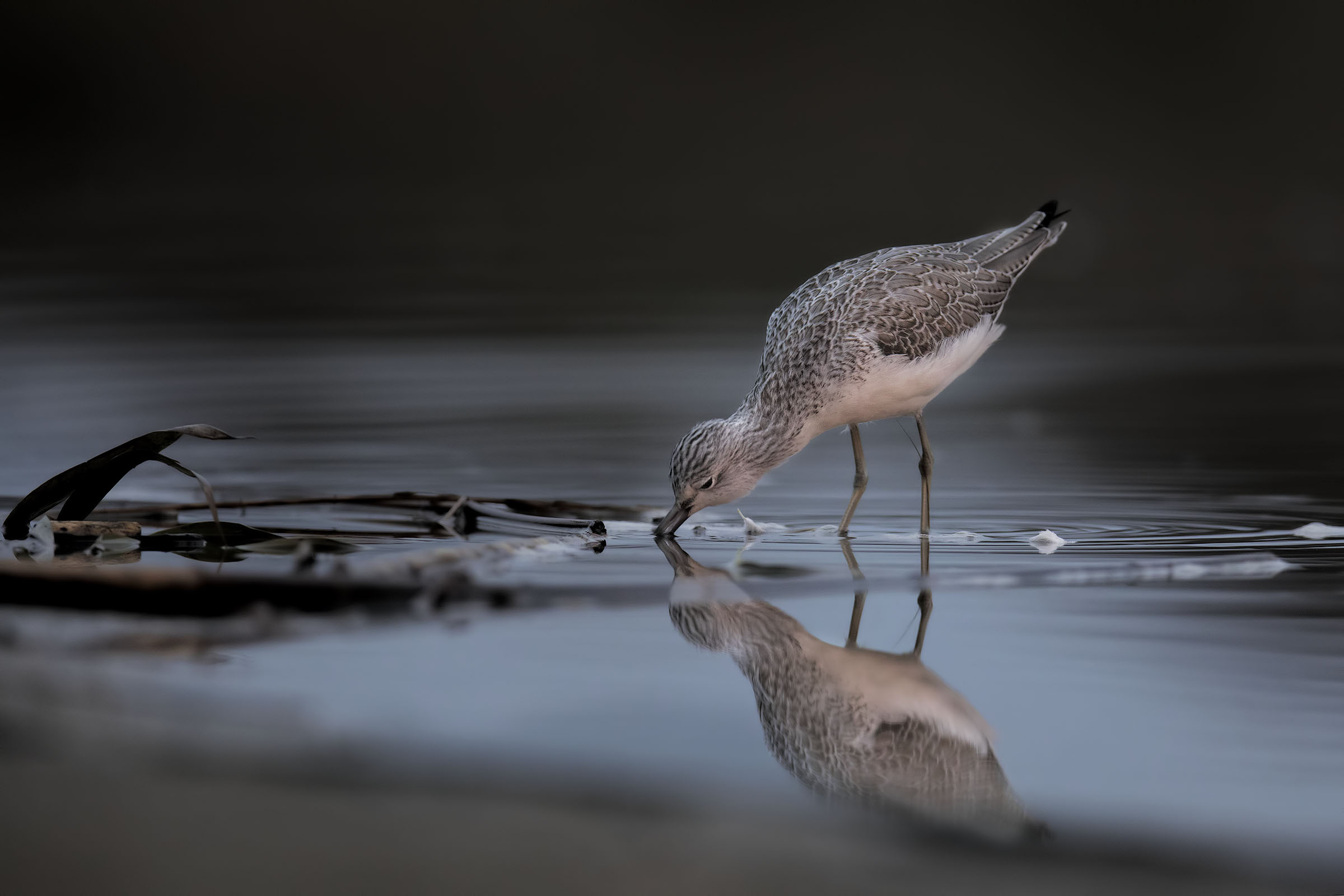 Aurora, Pantana in power