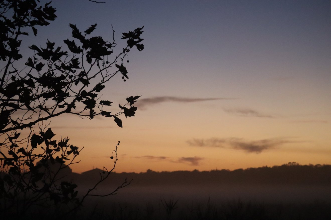 sunset light, Coltano