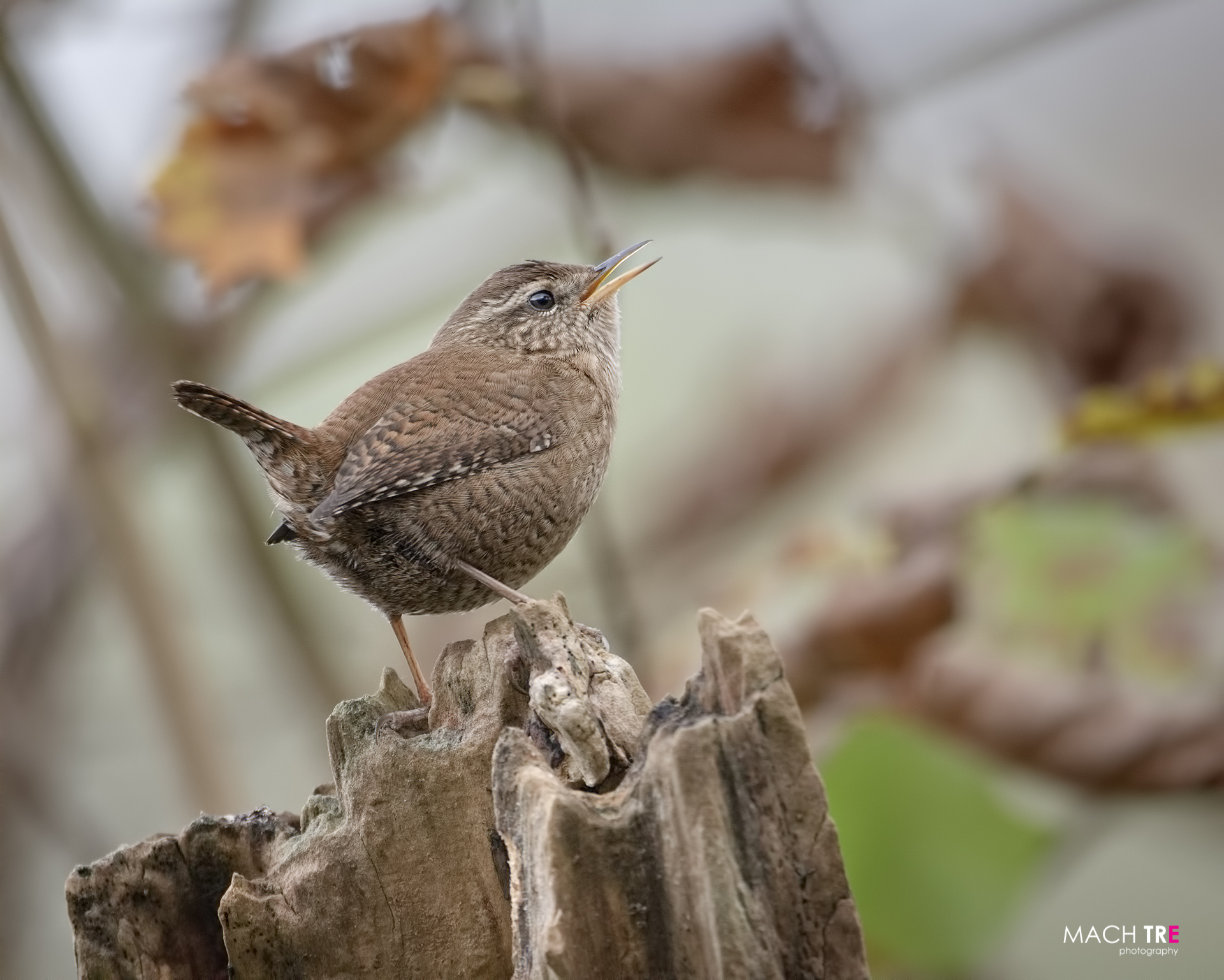 Scricciolo (Troglodytes troglodytes)