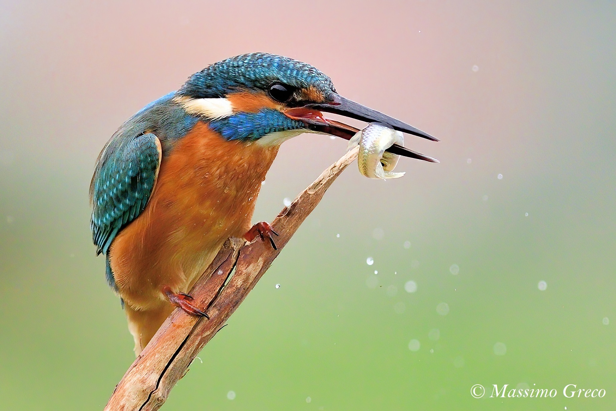 Martin pescatore con preda