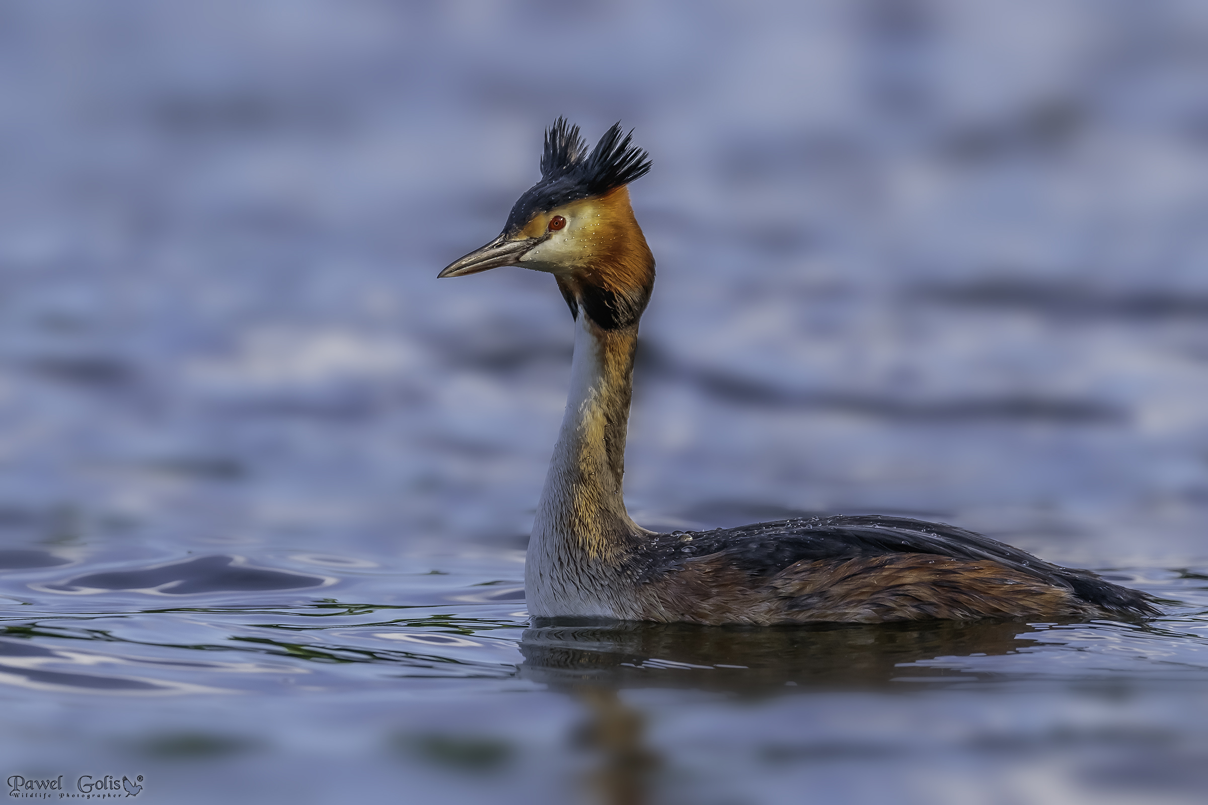 Great Crested Grebe (Podiceps cristatus)