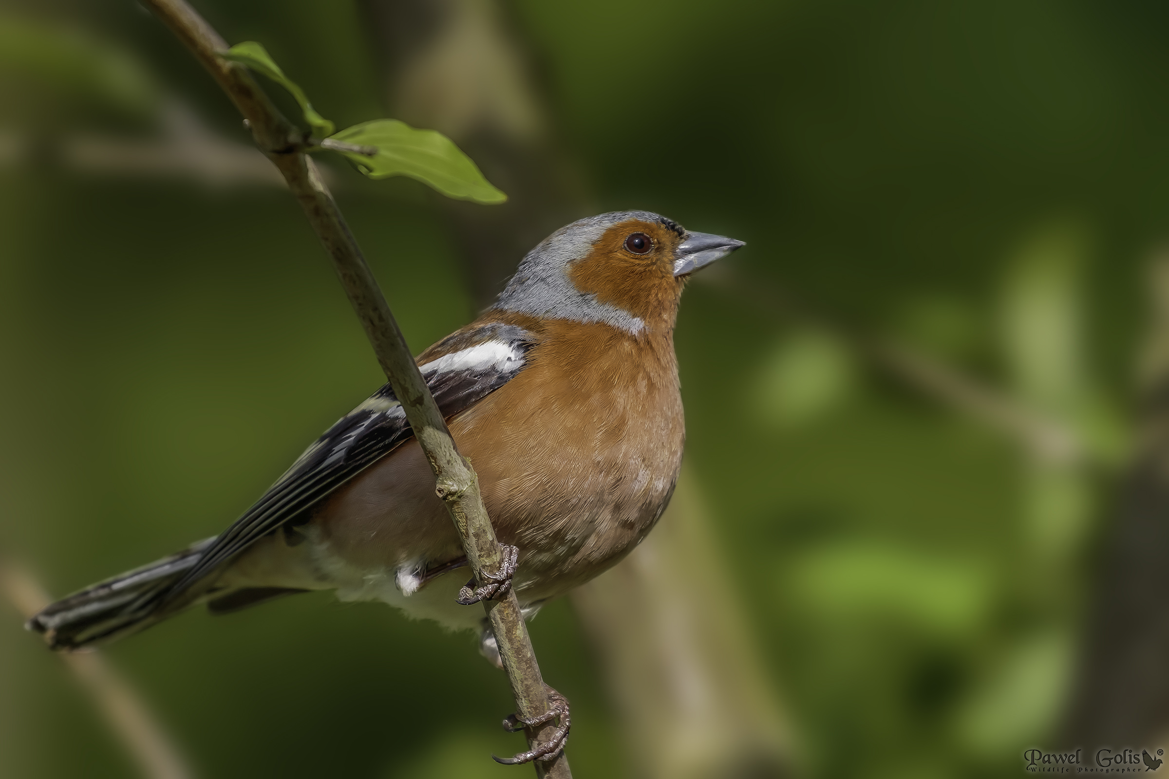 Chaffinch comune (Fringilla coelebs)