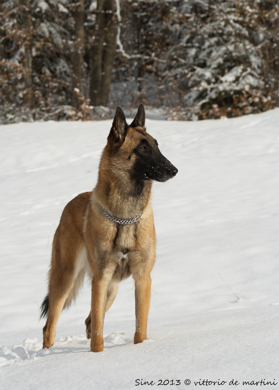 the malinois
