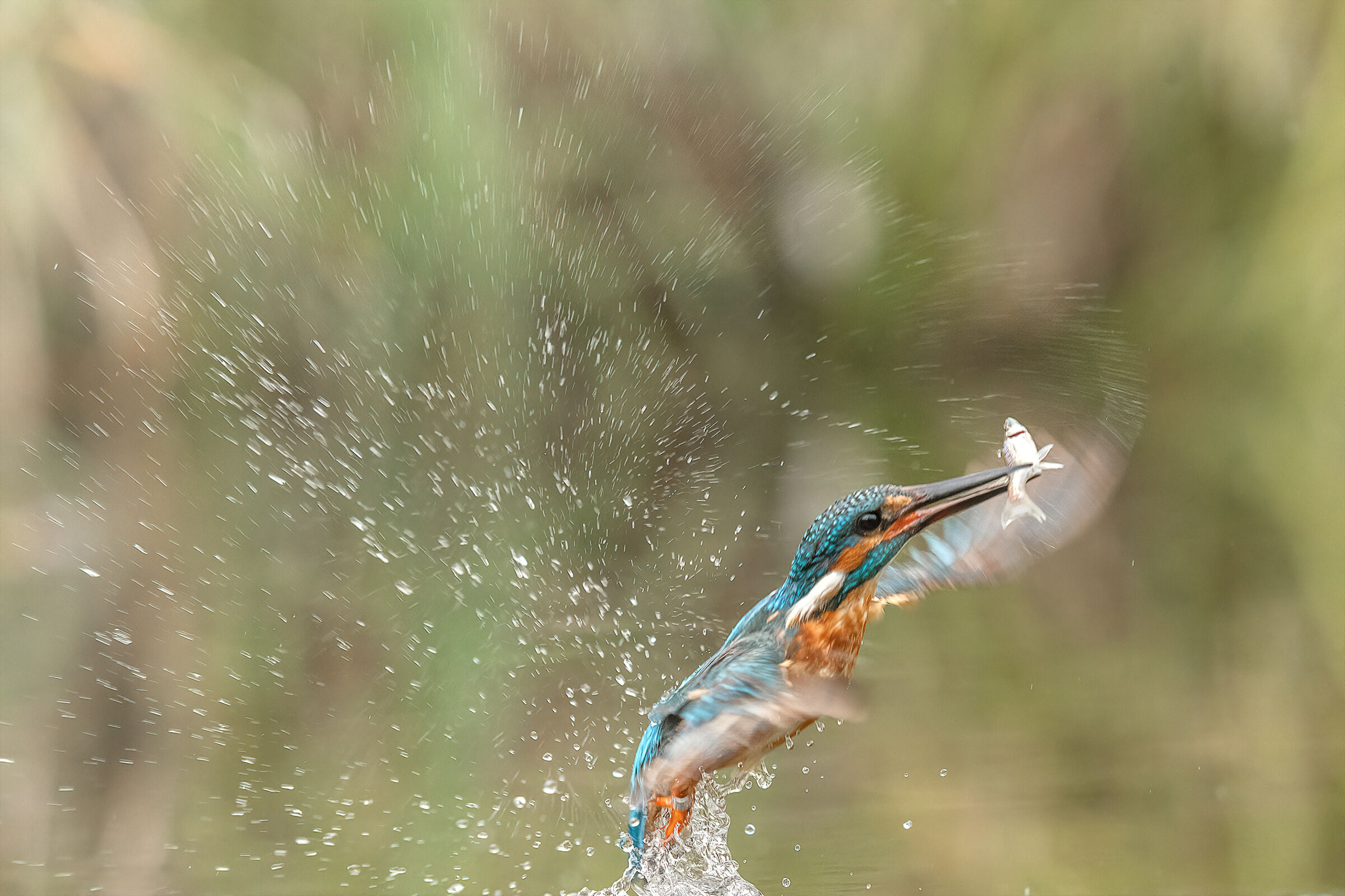 Splash