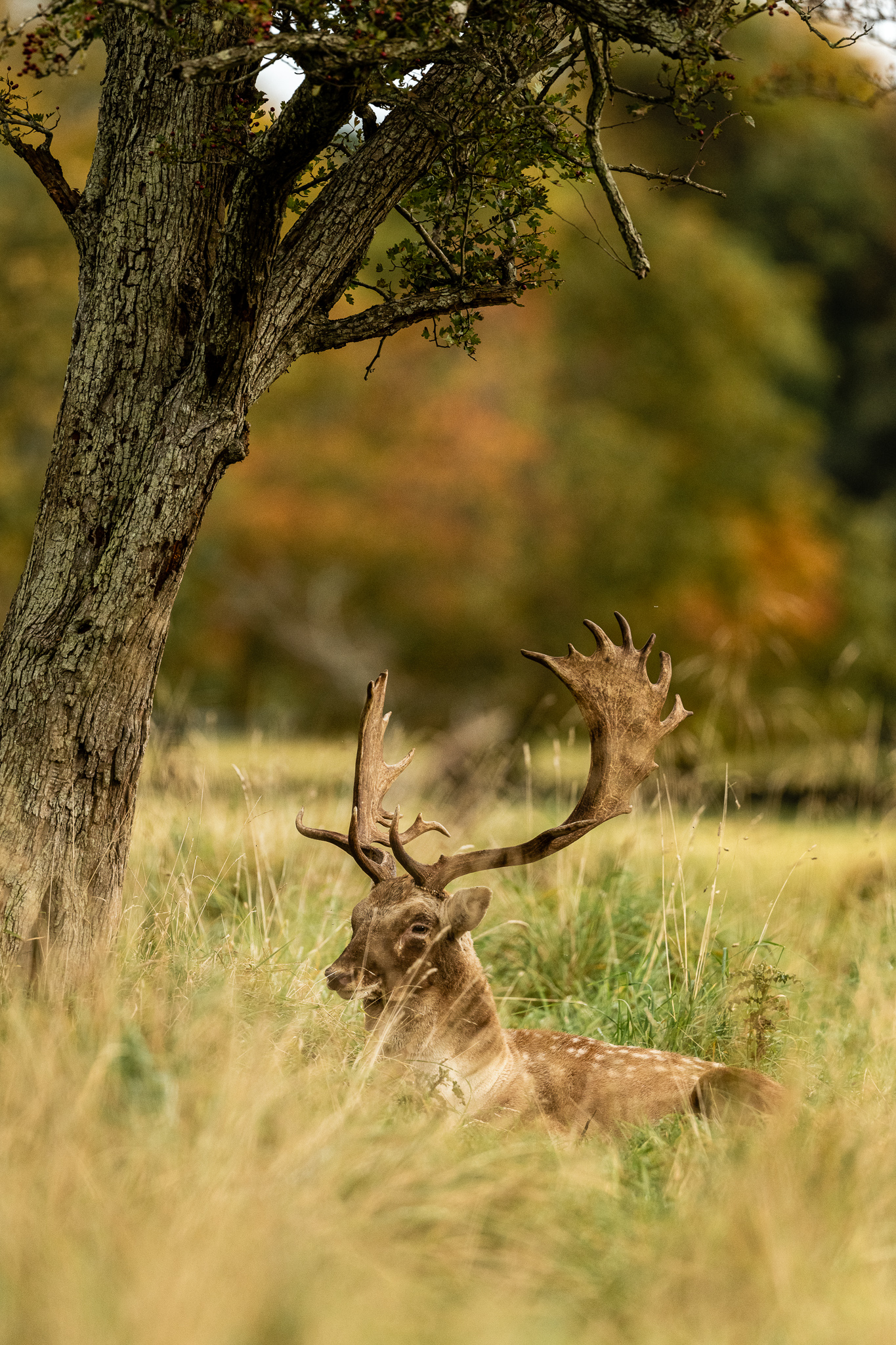 Cervo fallow (Dama dama)