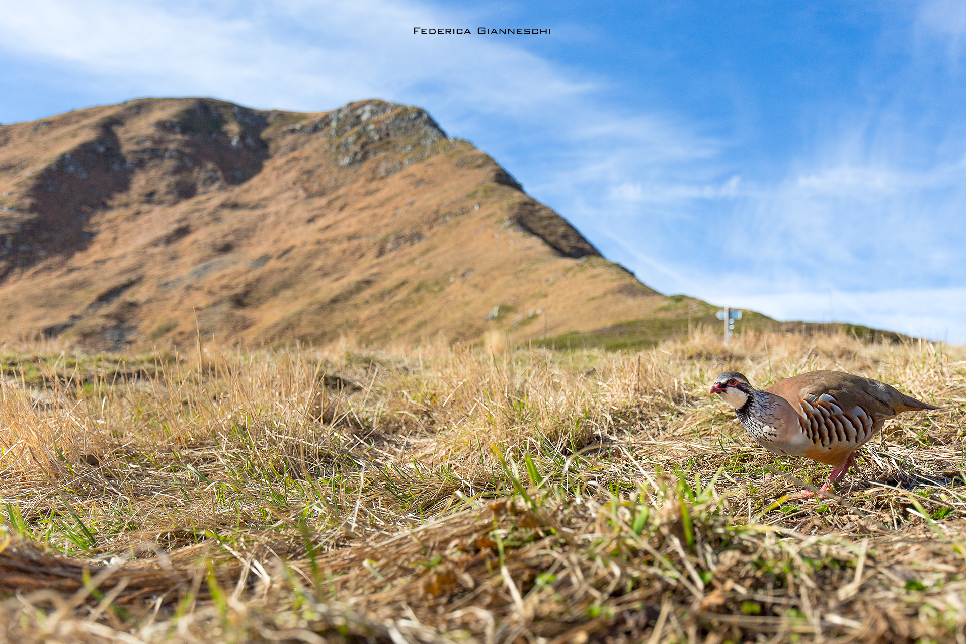 Partridge in the Apennines