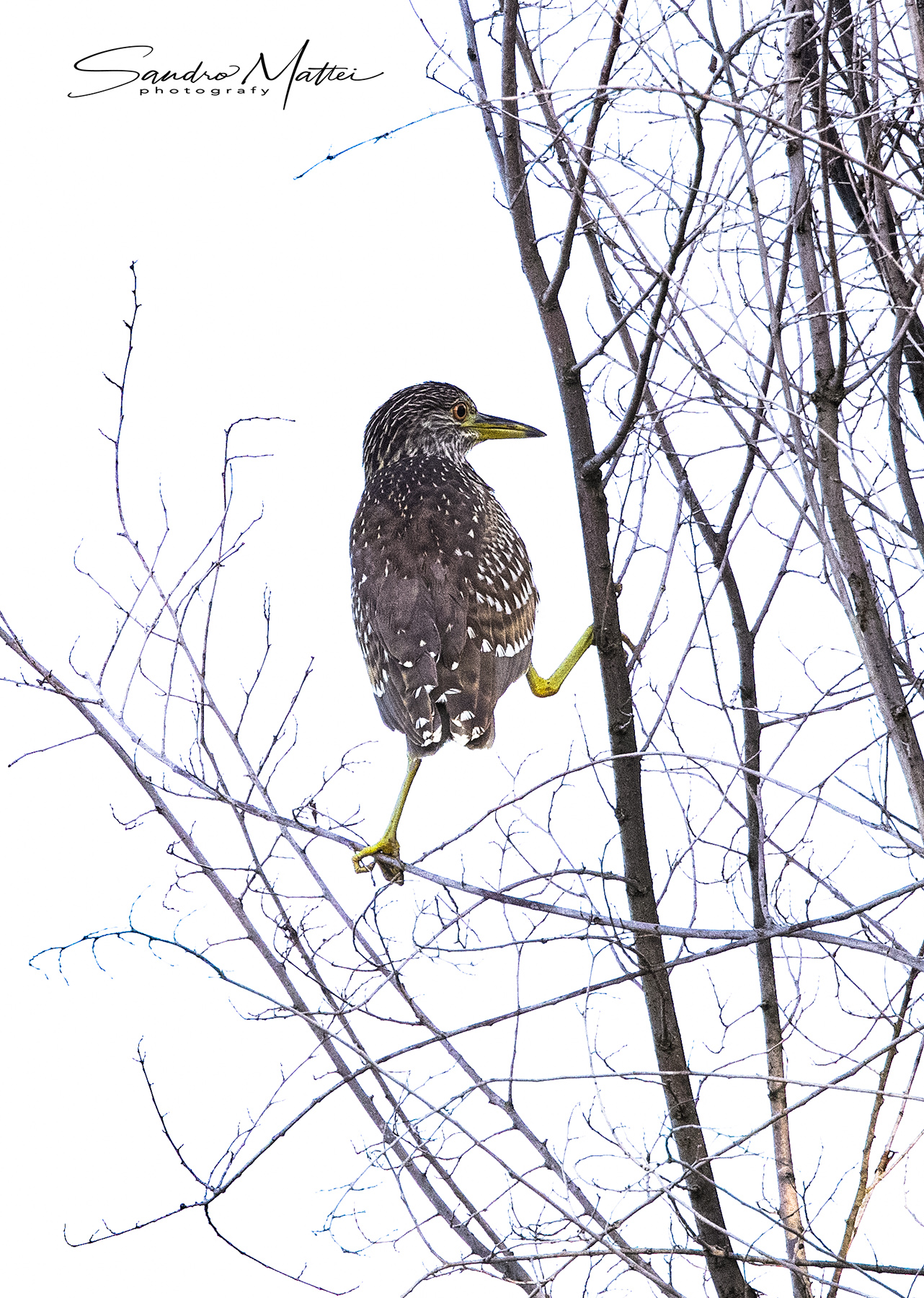 ........nitticora equilibrista...