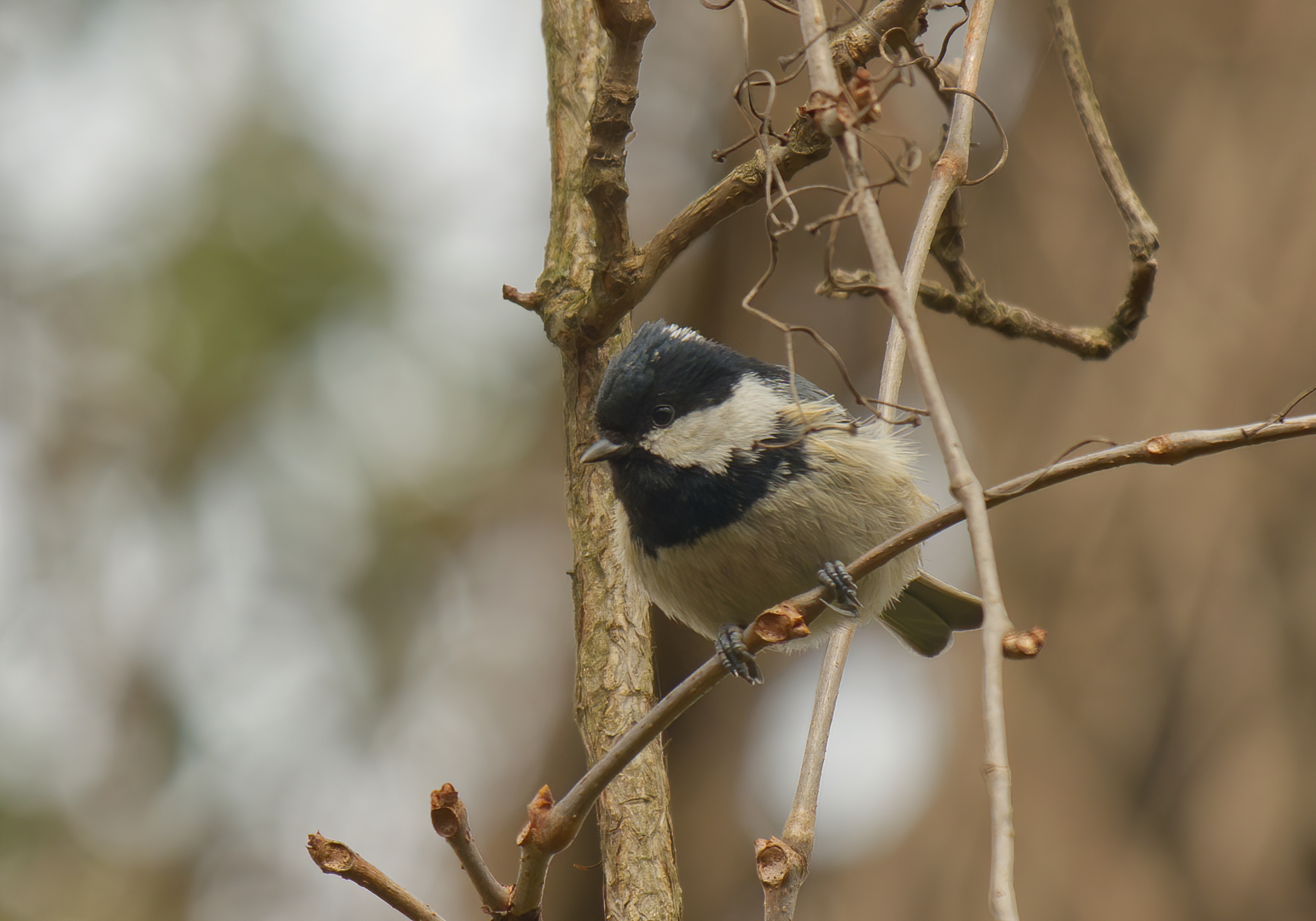 The cincia that doesn't go to school