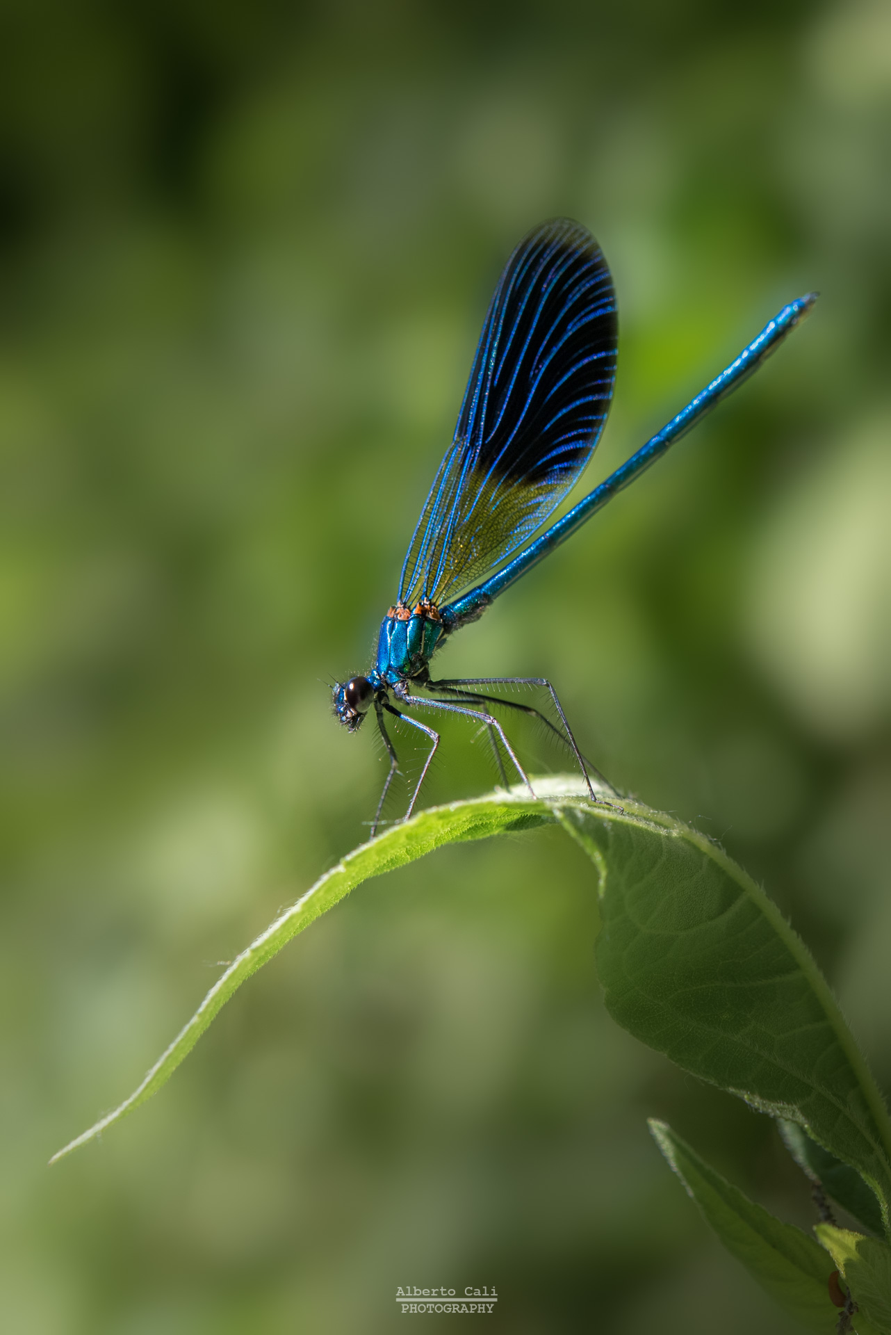 Calopteryx blu