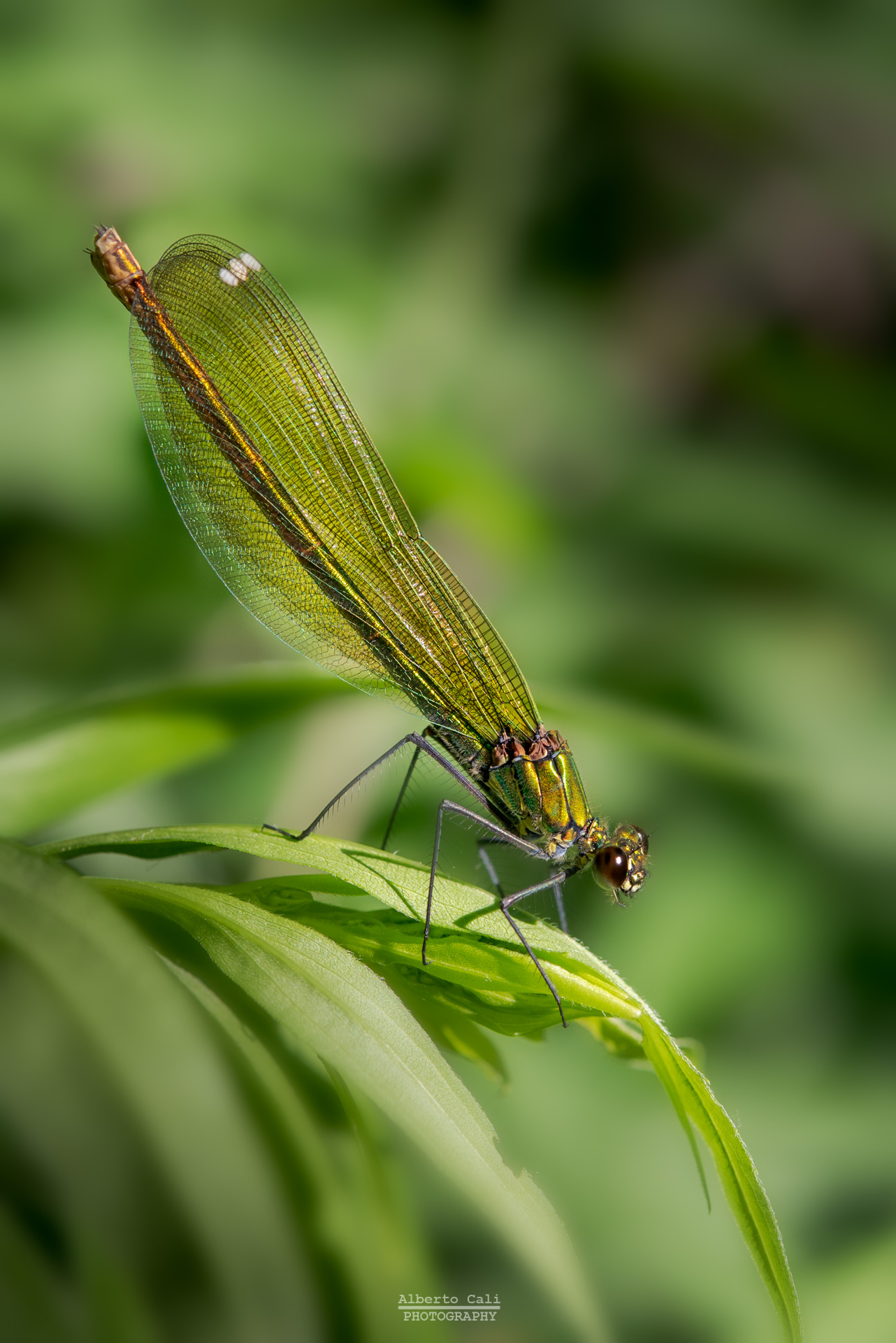 Calopteryx