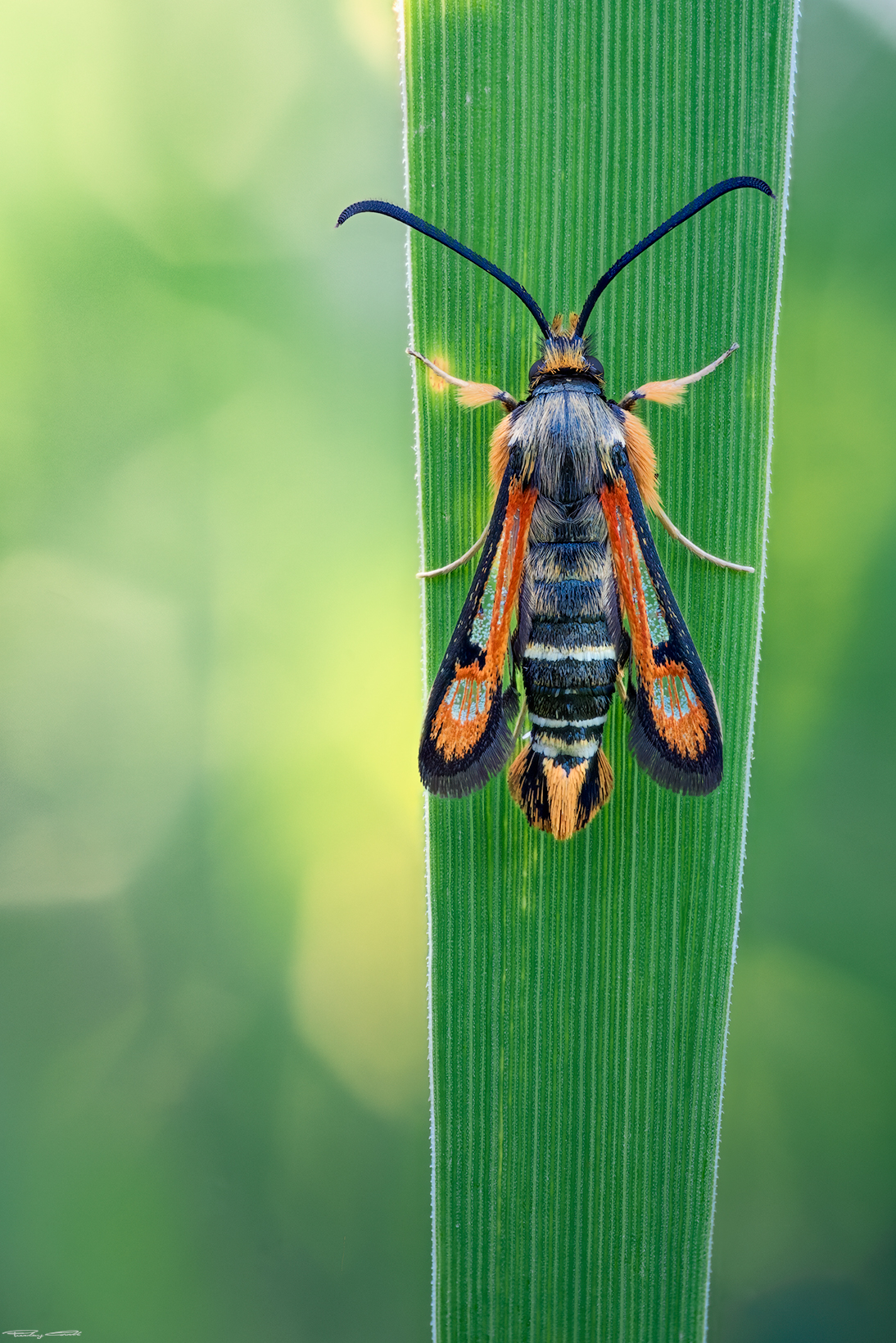 Sesiidae: Pyropteron Chrysidiformis