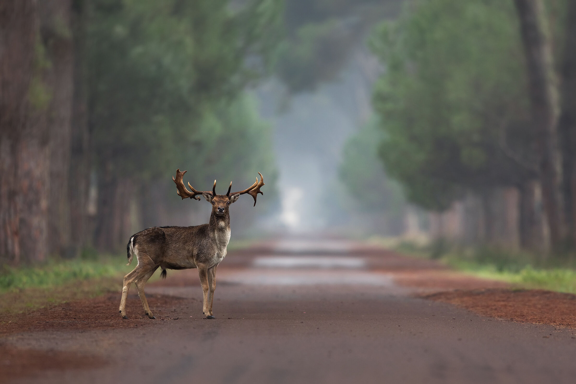 Mettiti la Mascherina....