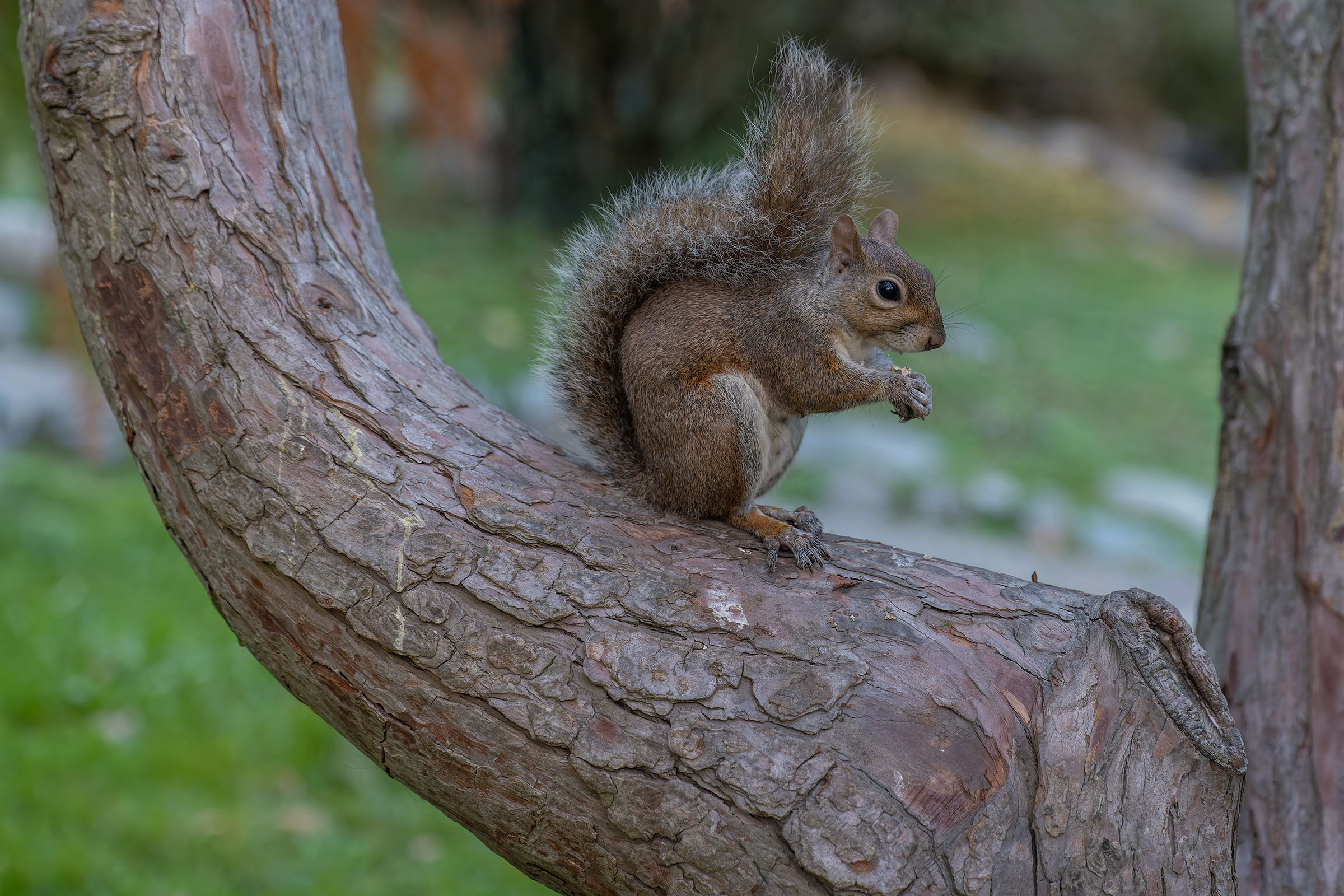 Grey squirrel