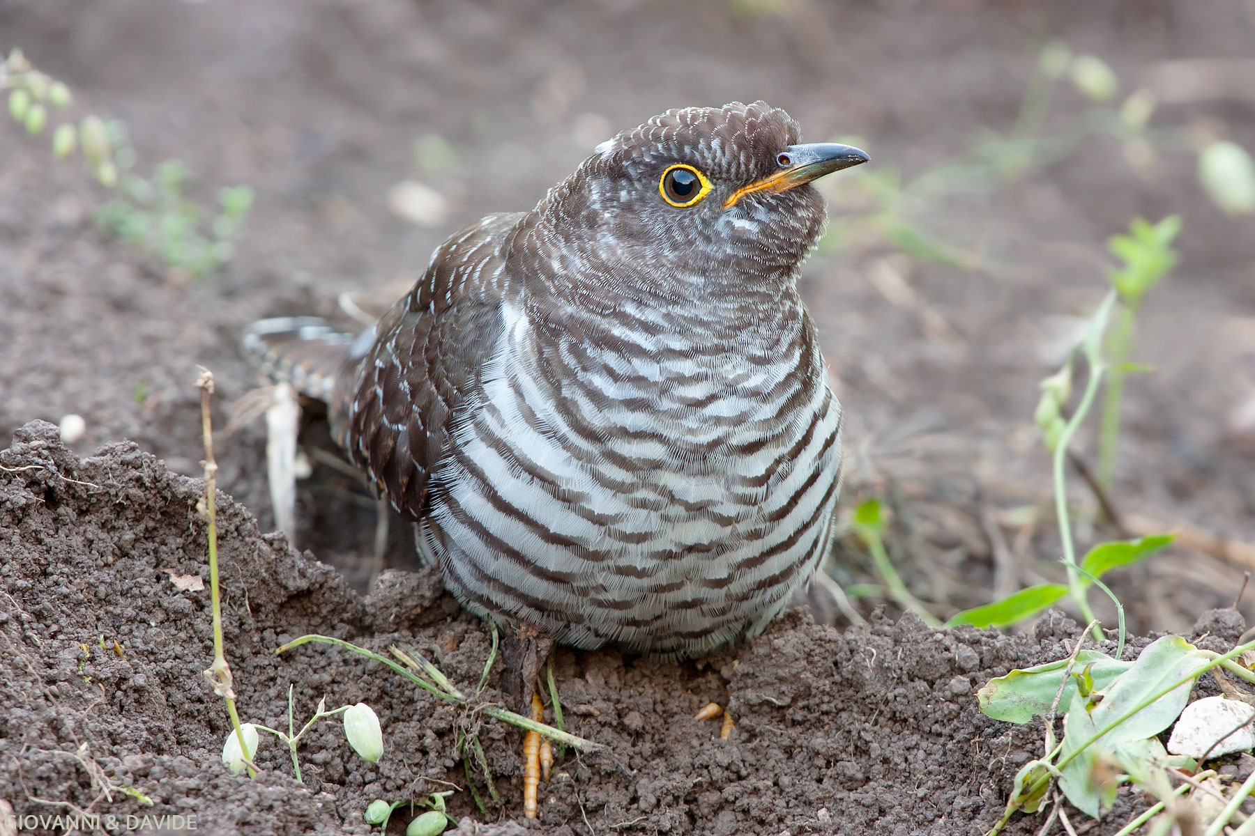 ...Striature simili ad un falco...