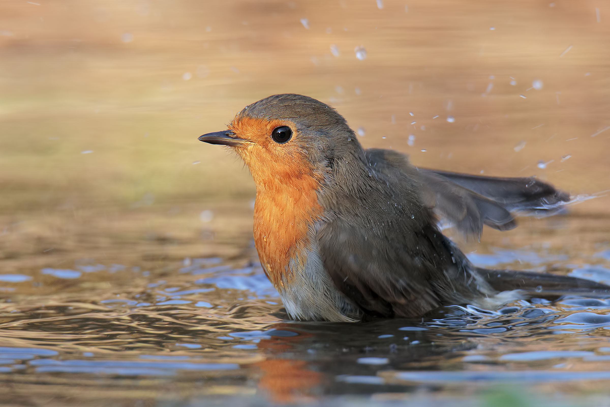 Il bagnetto del pettirosso