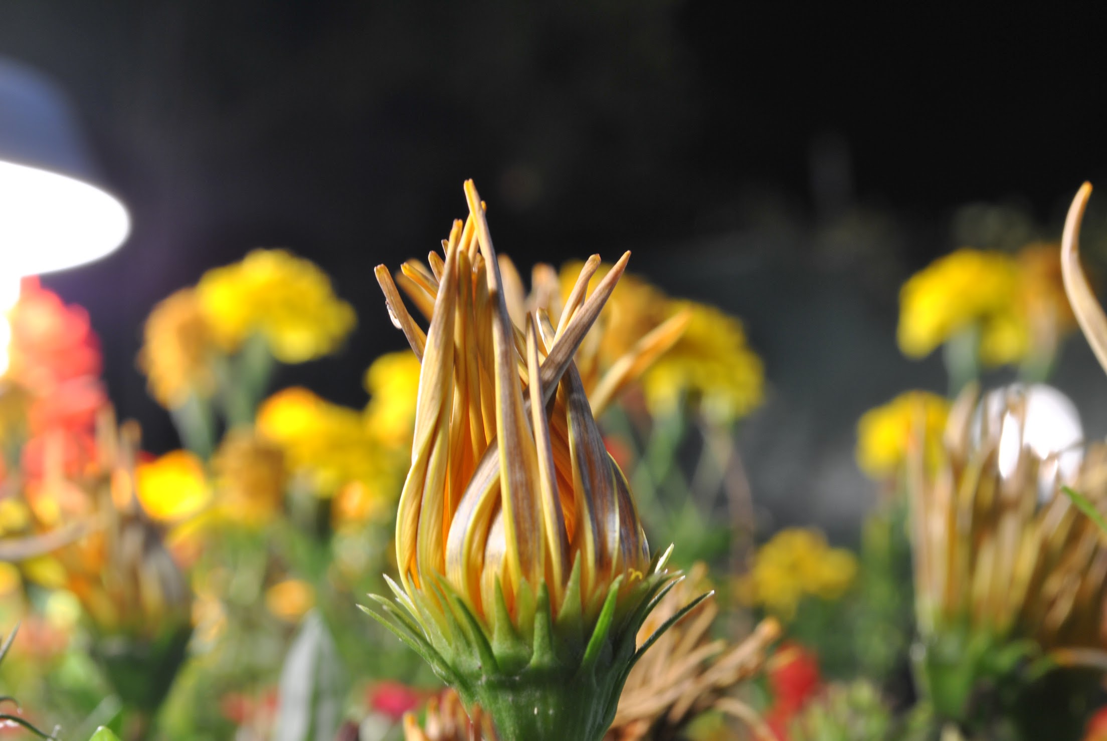 Flowers at Night