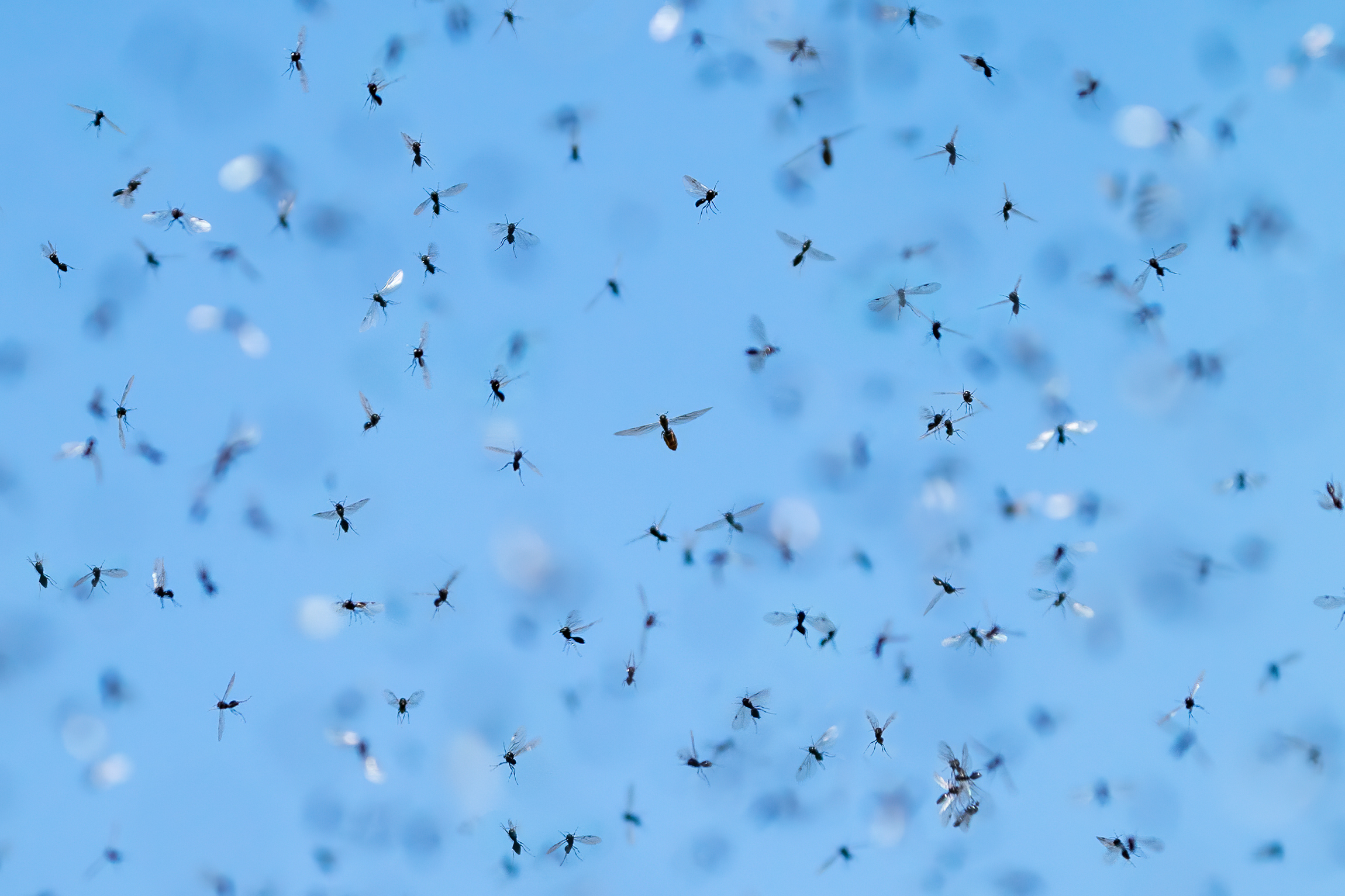 La sciamatura delle formiche