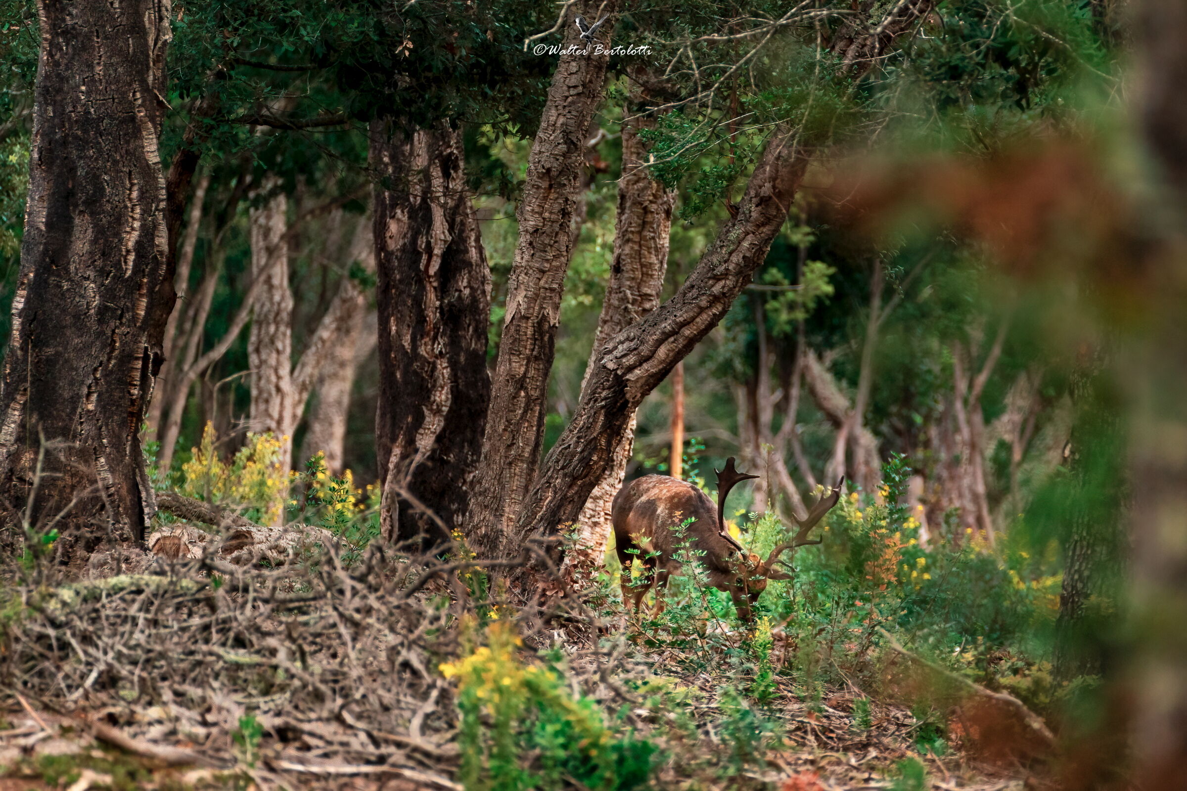 il principe nella sua casa