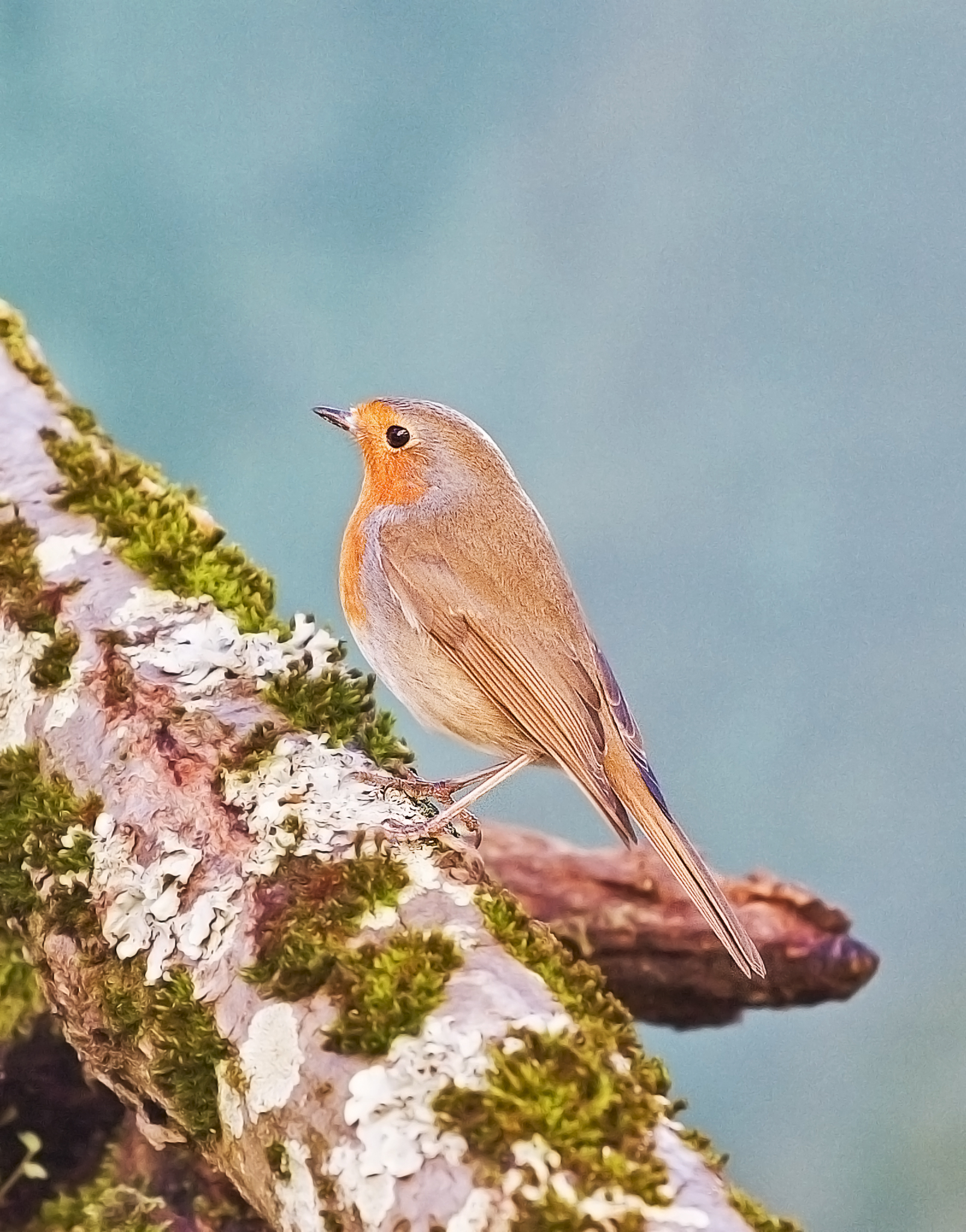 robin