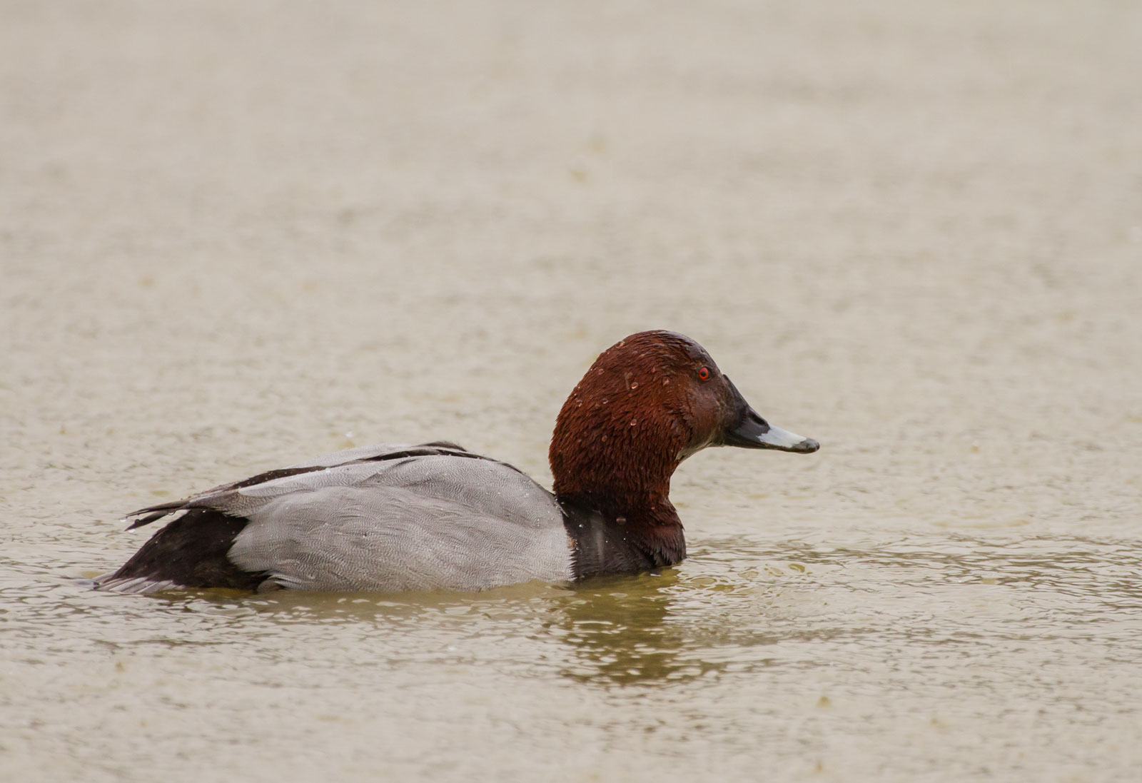 Pochard in the rain