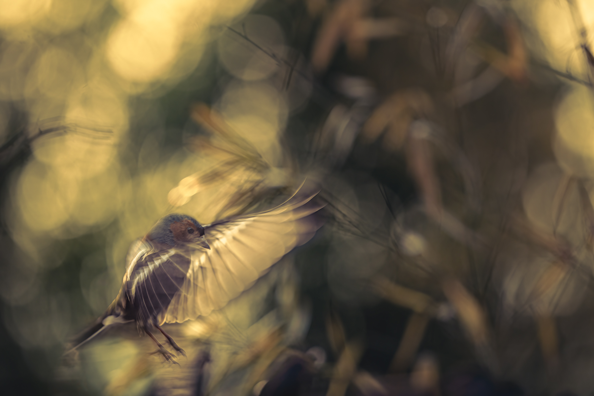 fringuello