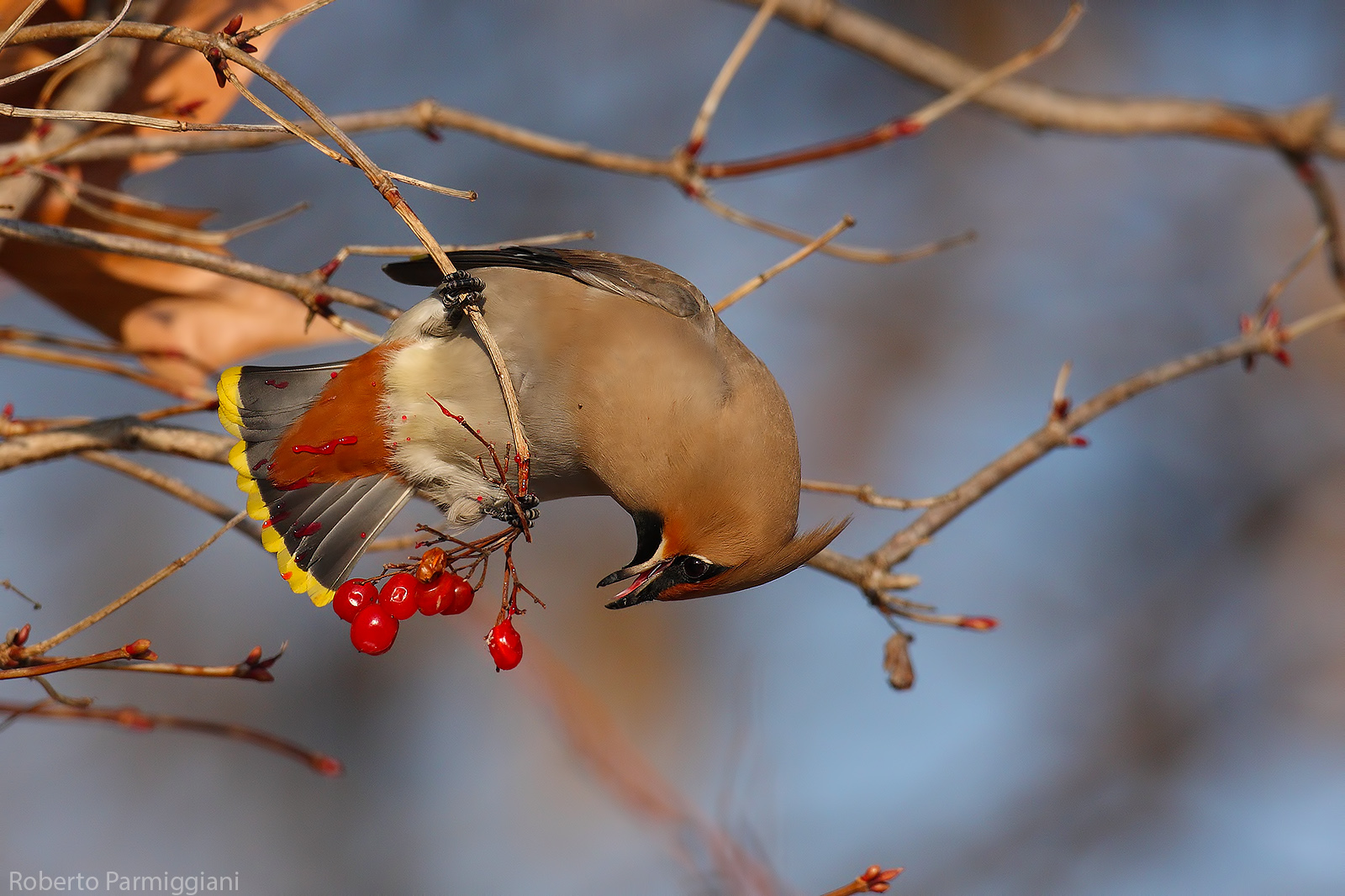 Popolo migratore (beccofrusone)