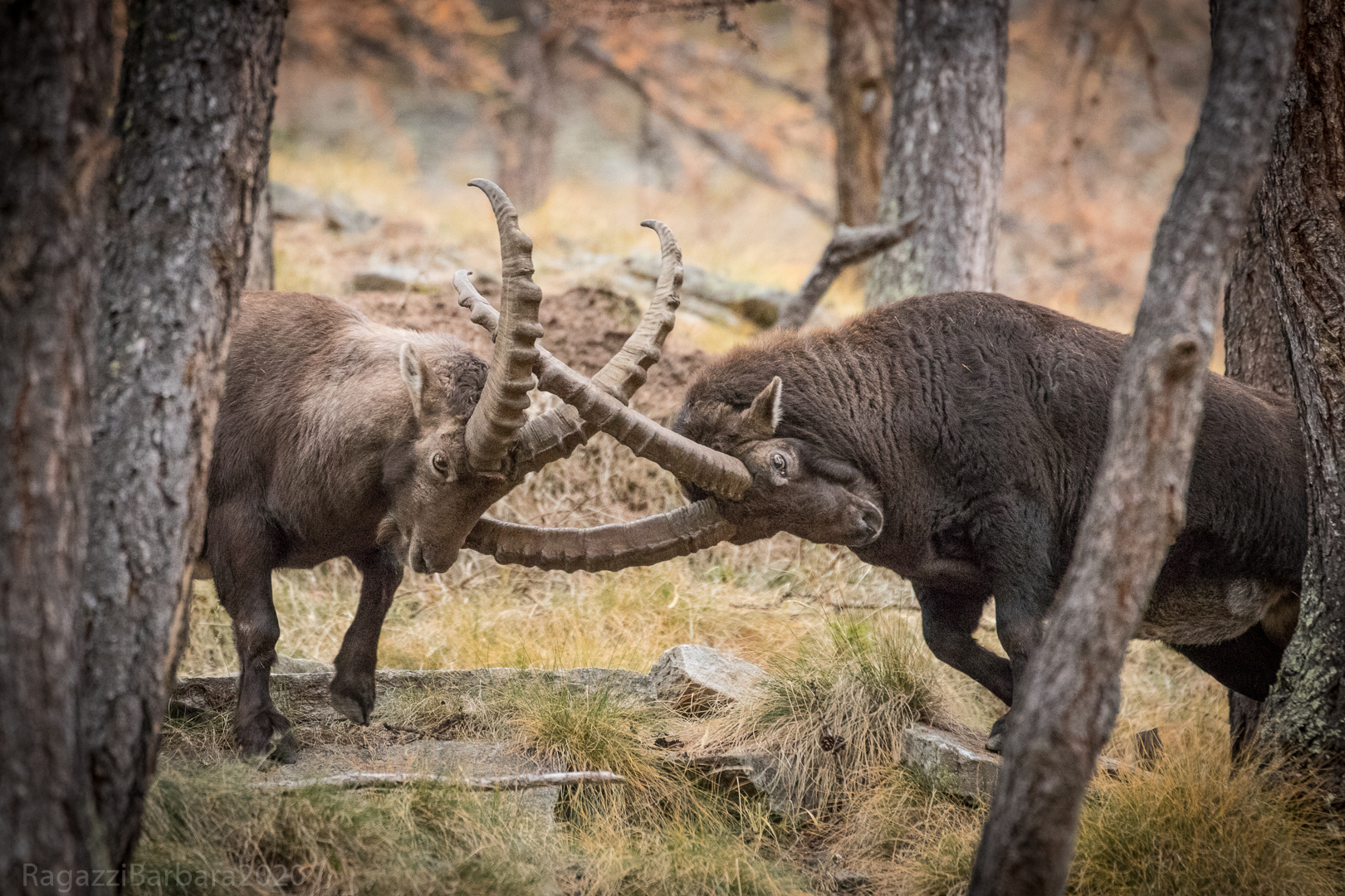 I teach you to fight