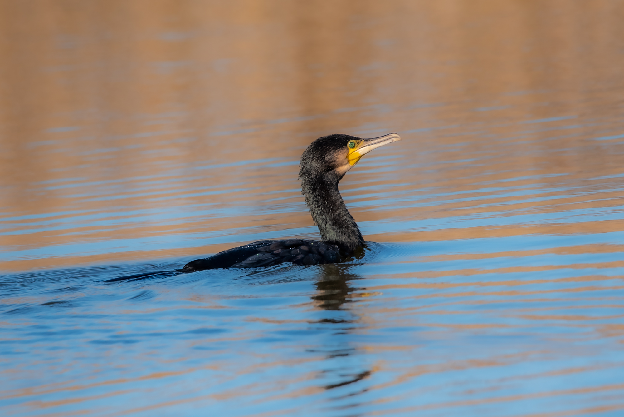 Cormorant /Phalacrocorax carbo)