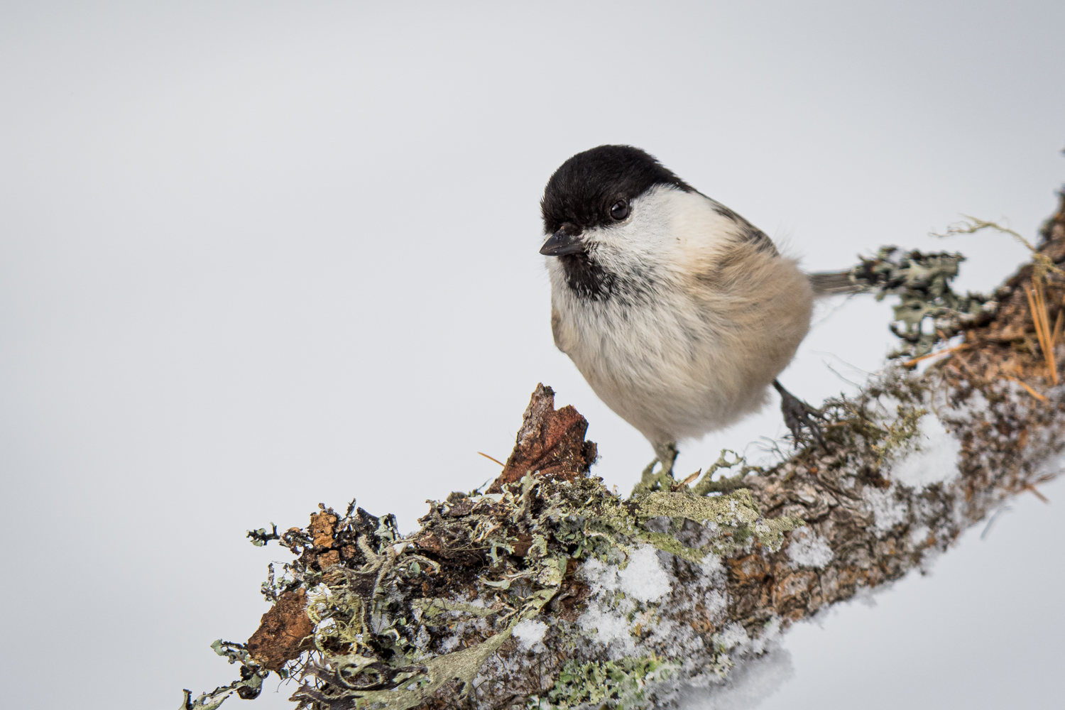 White (cincia bigia alpestre)