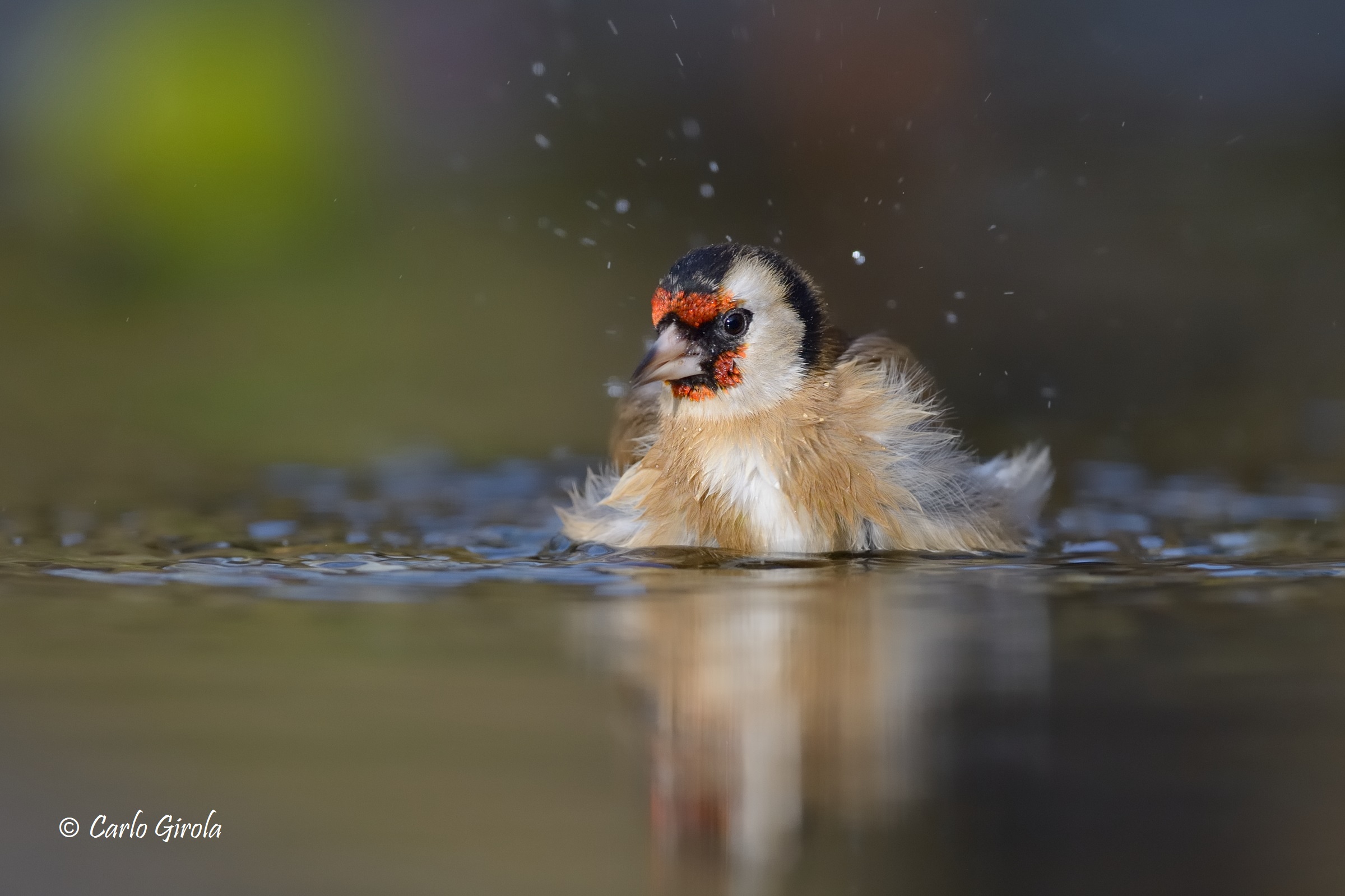 Cardellino (Carduelis carduelis)