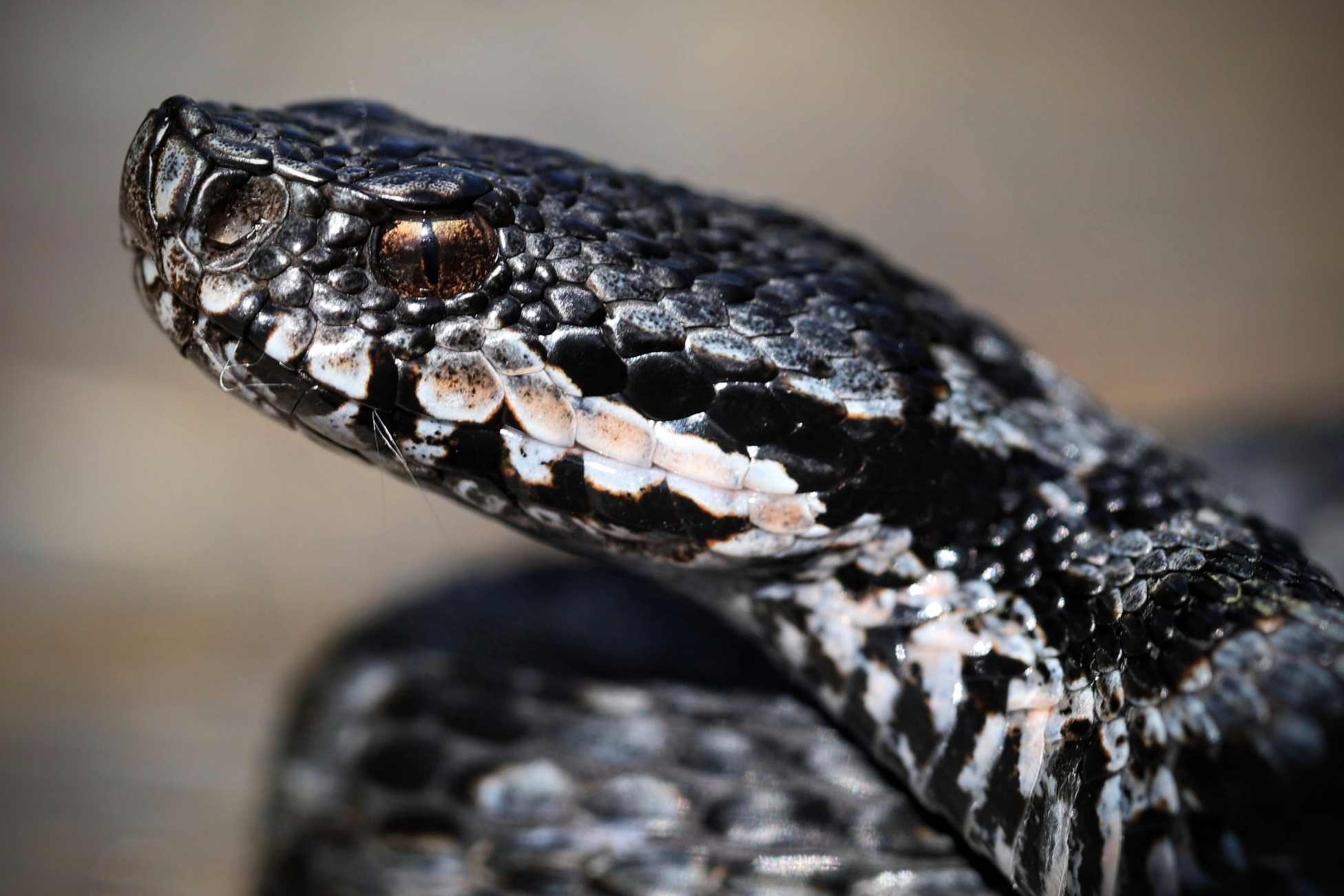 Viper aspis ssp. atra, male (Valais, Switzerland