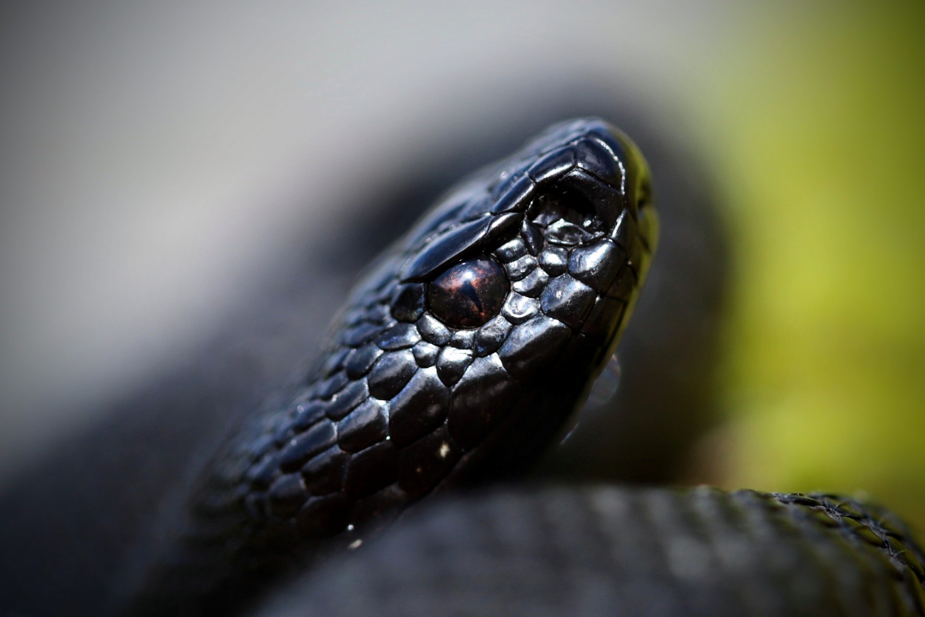 Viper berus ssp. berus, male (Glarus, Switzerland)