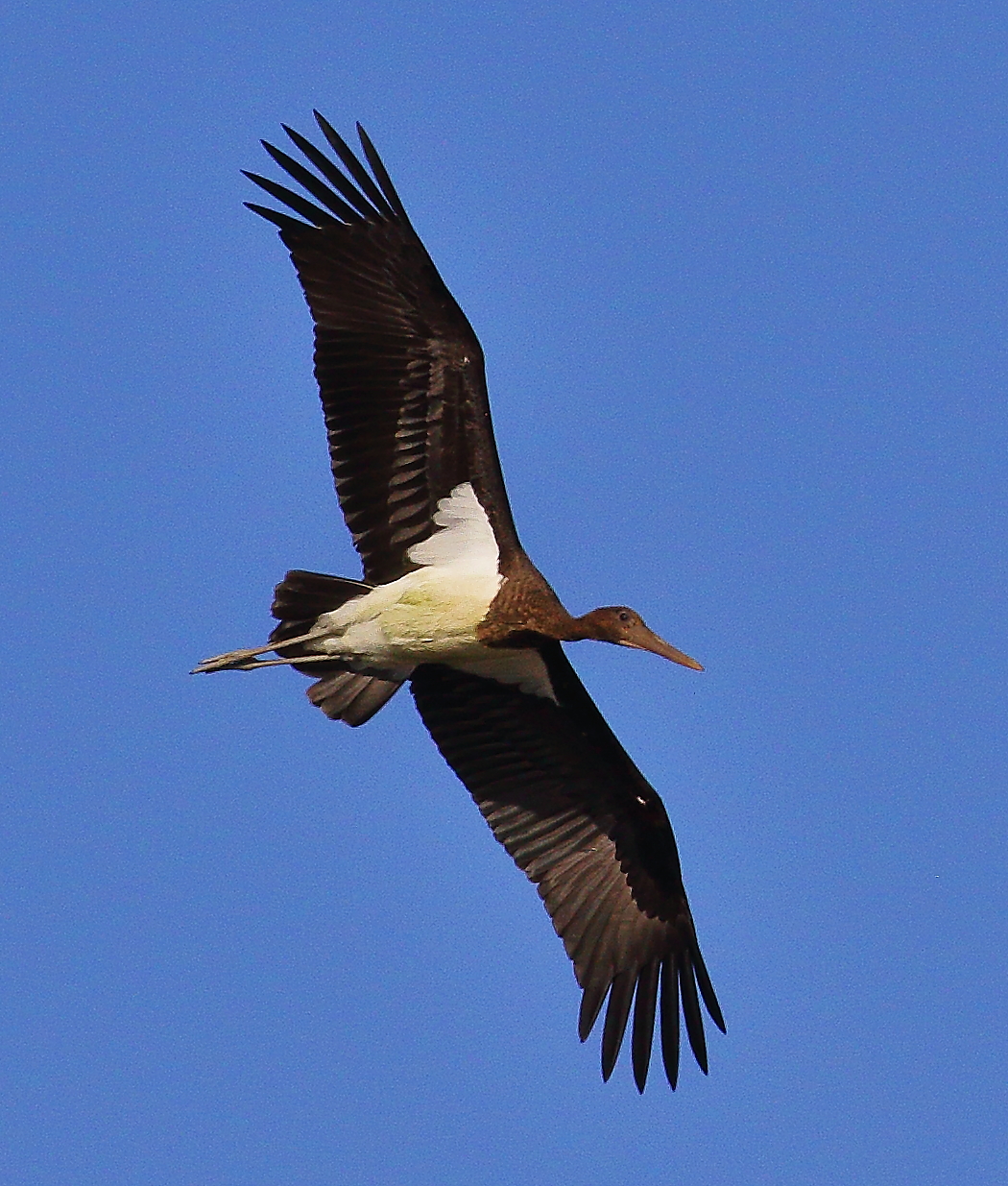 Black Stork
