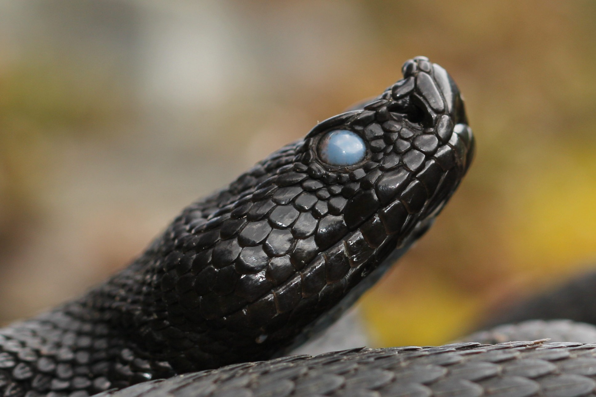 Viper aspis ssp. atra, evil (Bern, Switzerland)