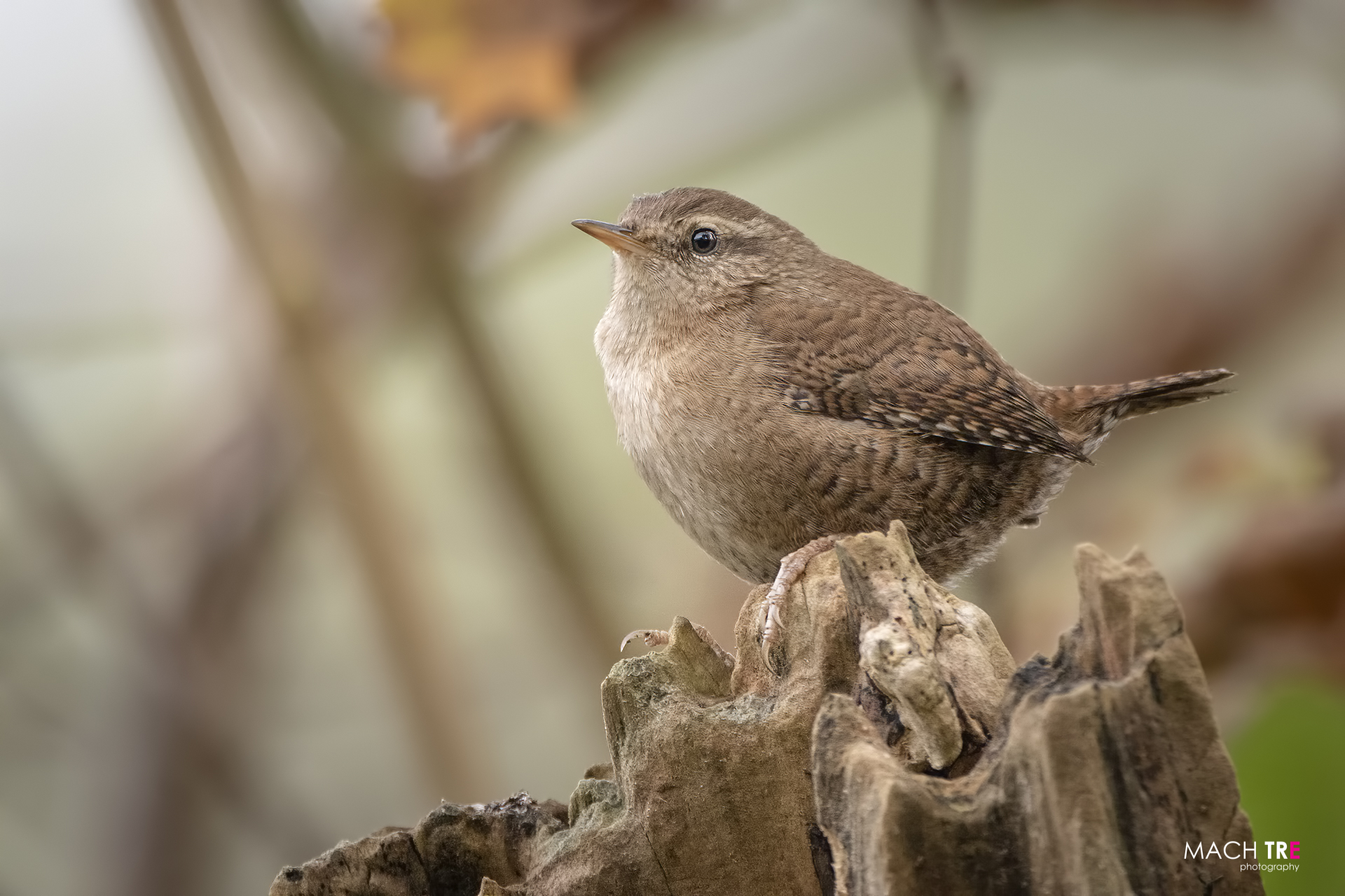 Scricciolo (Troglodytes troglodytes)
