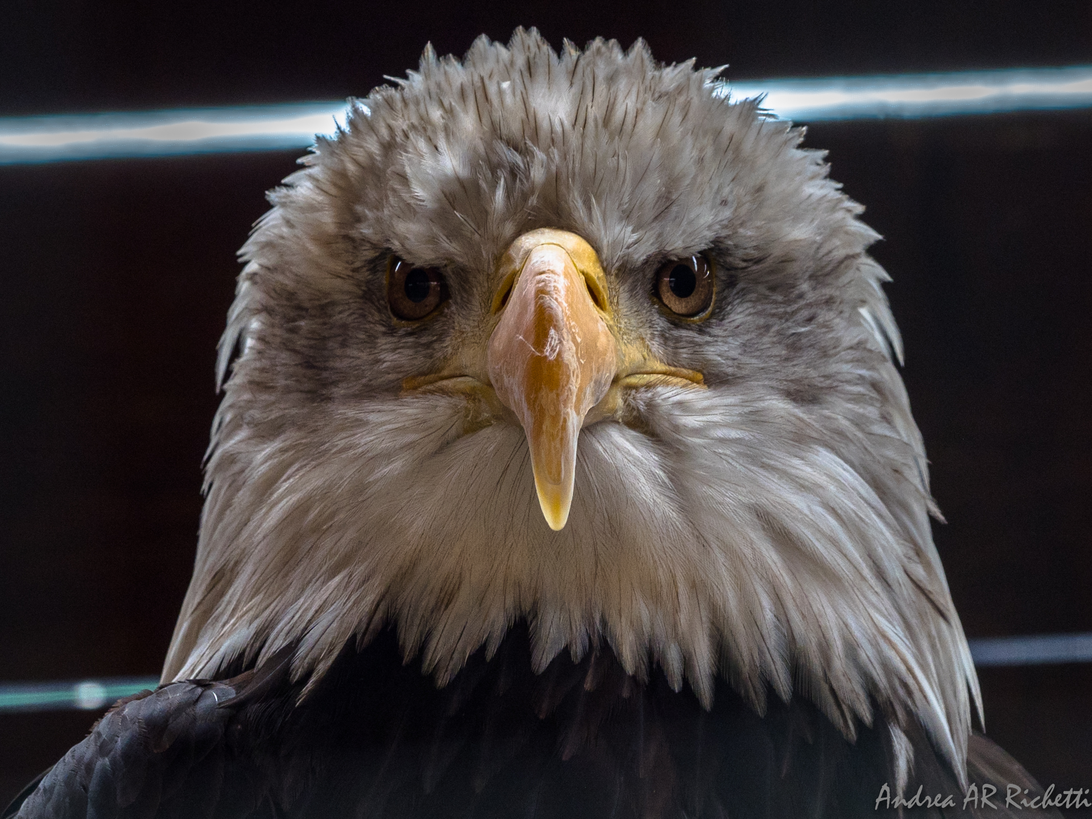 White-headed sea eagle