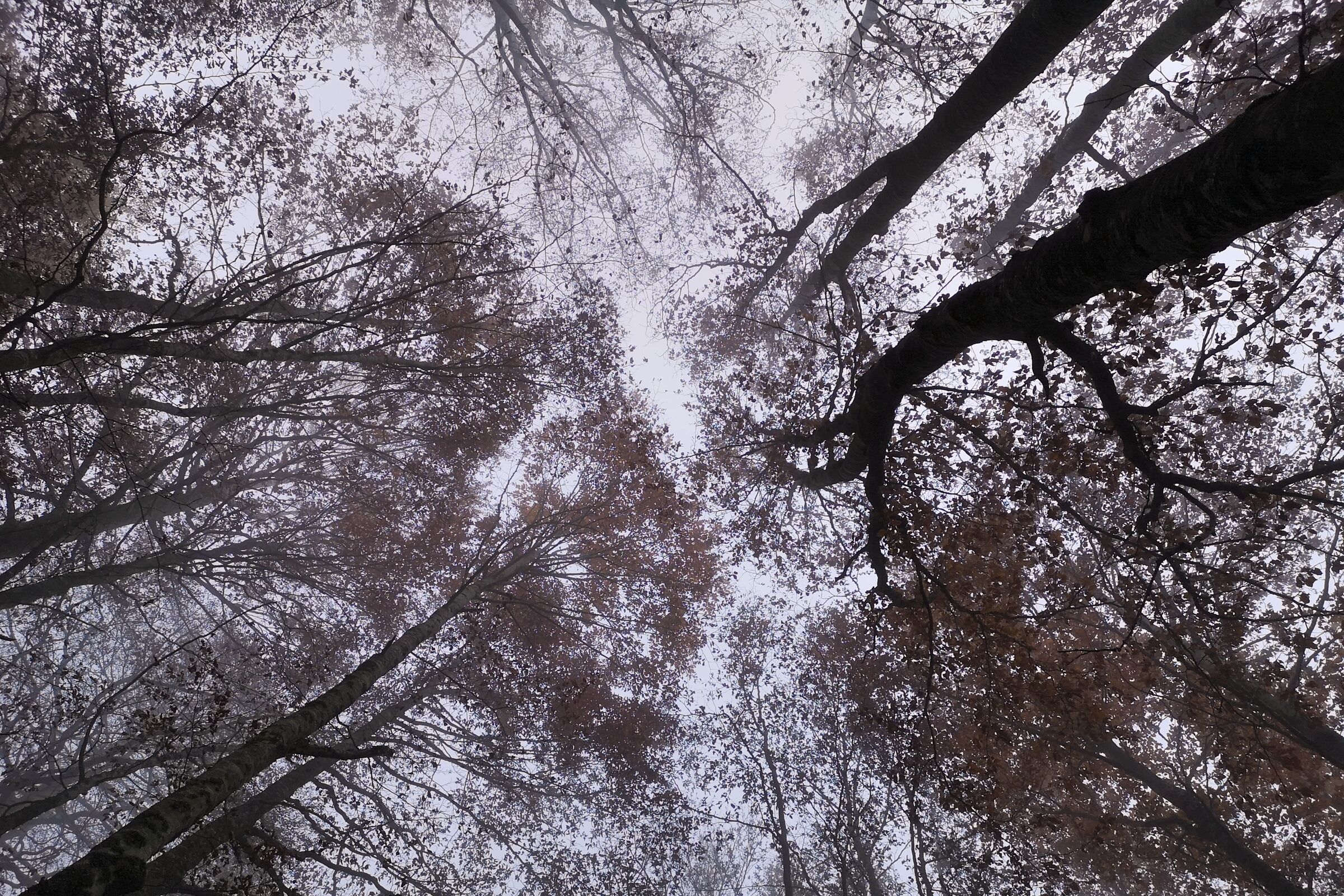Prospettiva alberi di faggio.