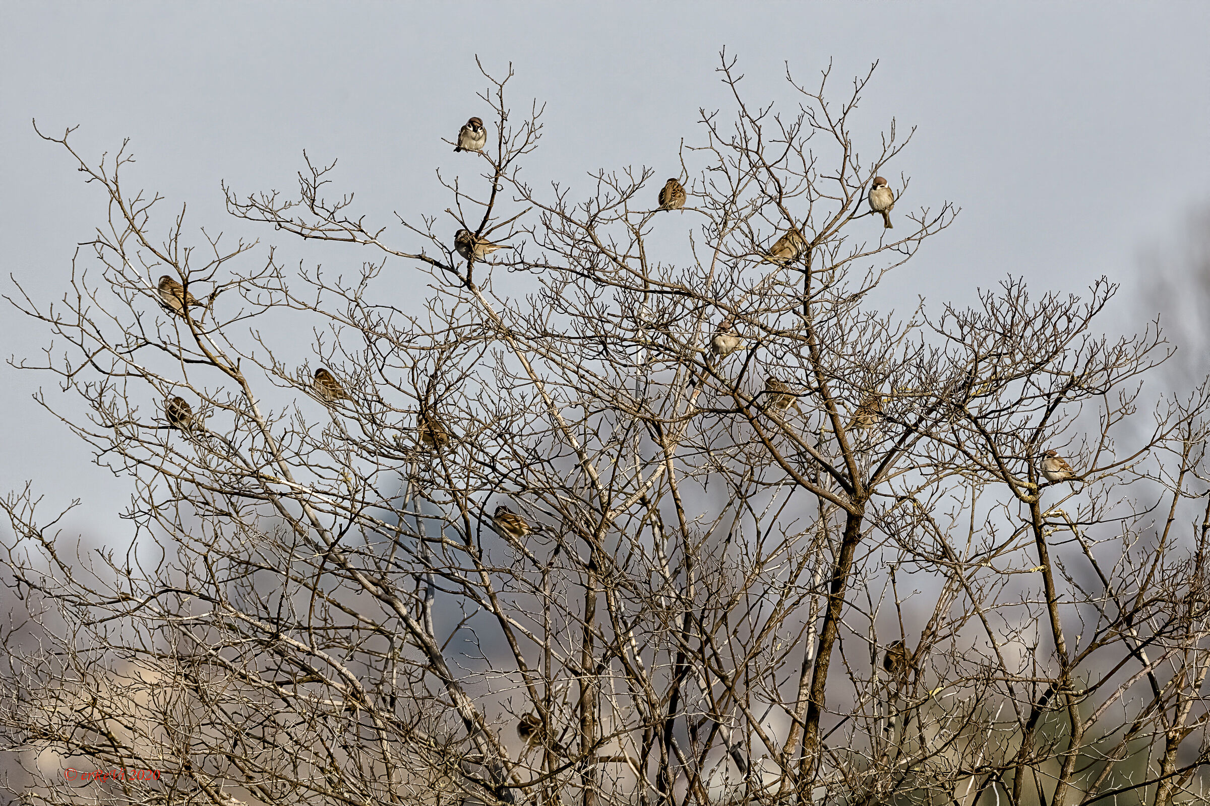 Gathering prohibited.