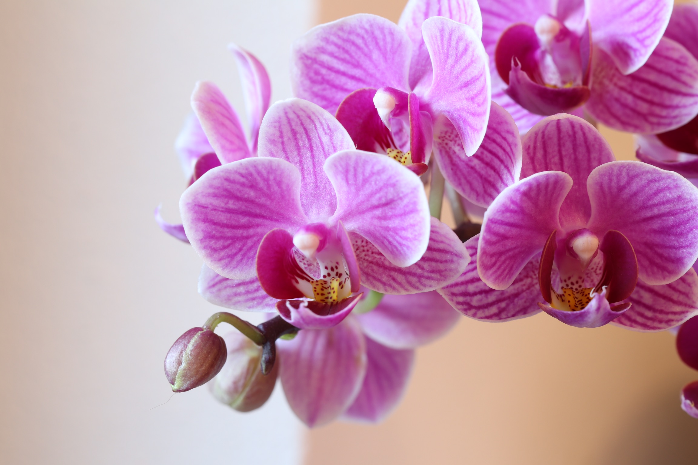 Orchidea