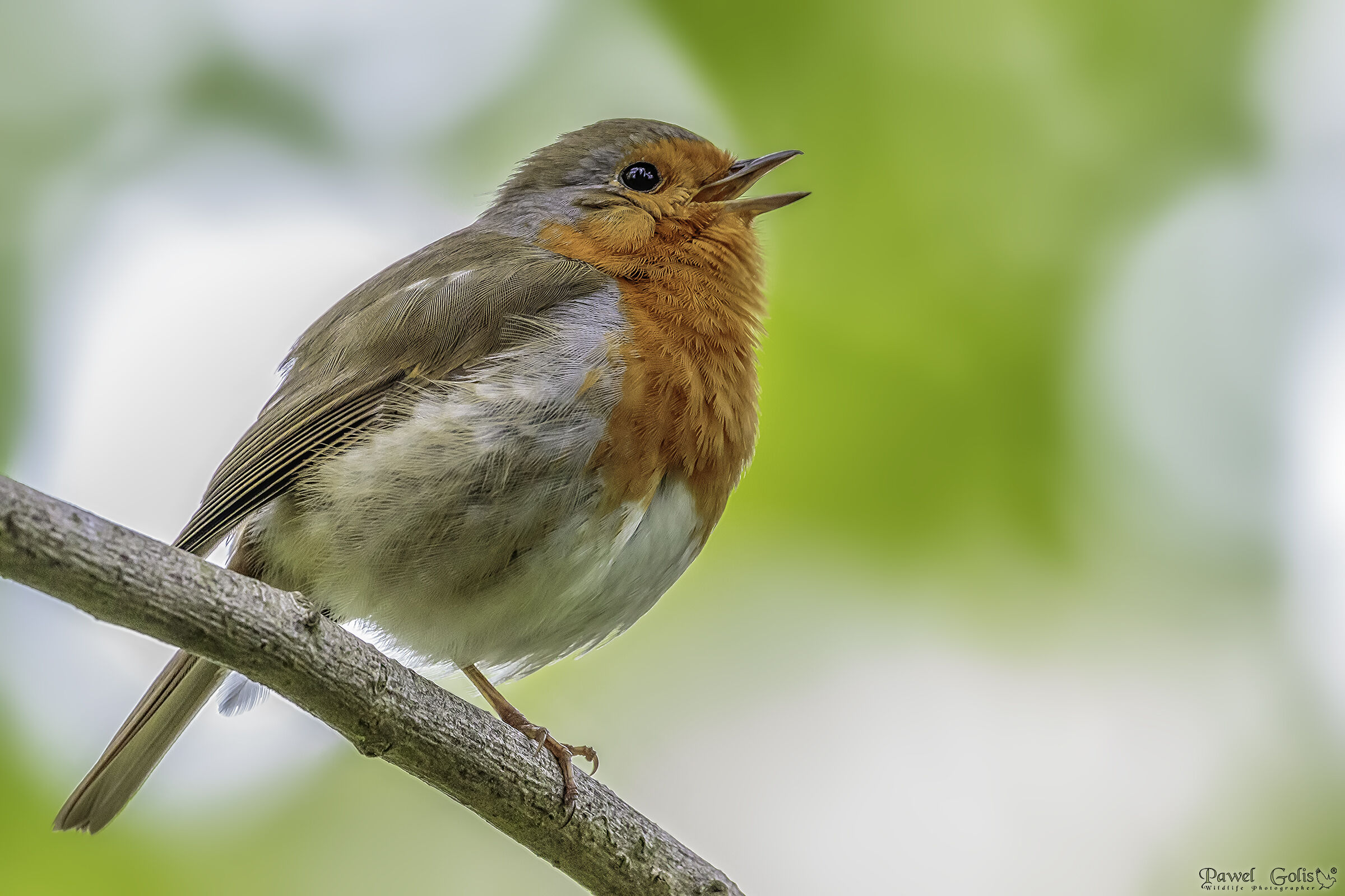 Pettirosso europeo (Erithacus rubecula)