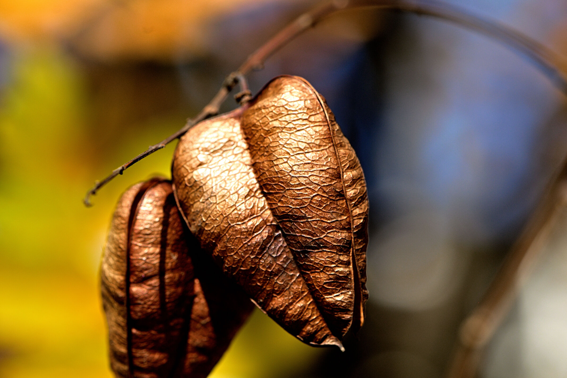 Autumn leaf