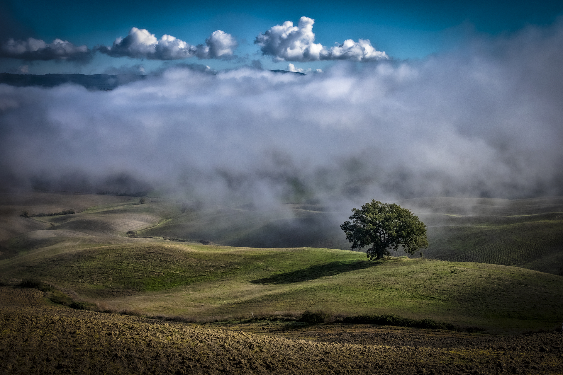 The Big Tree in the Fog